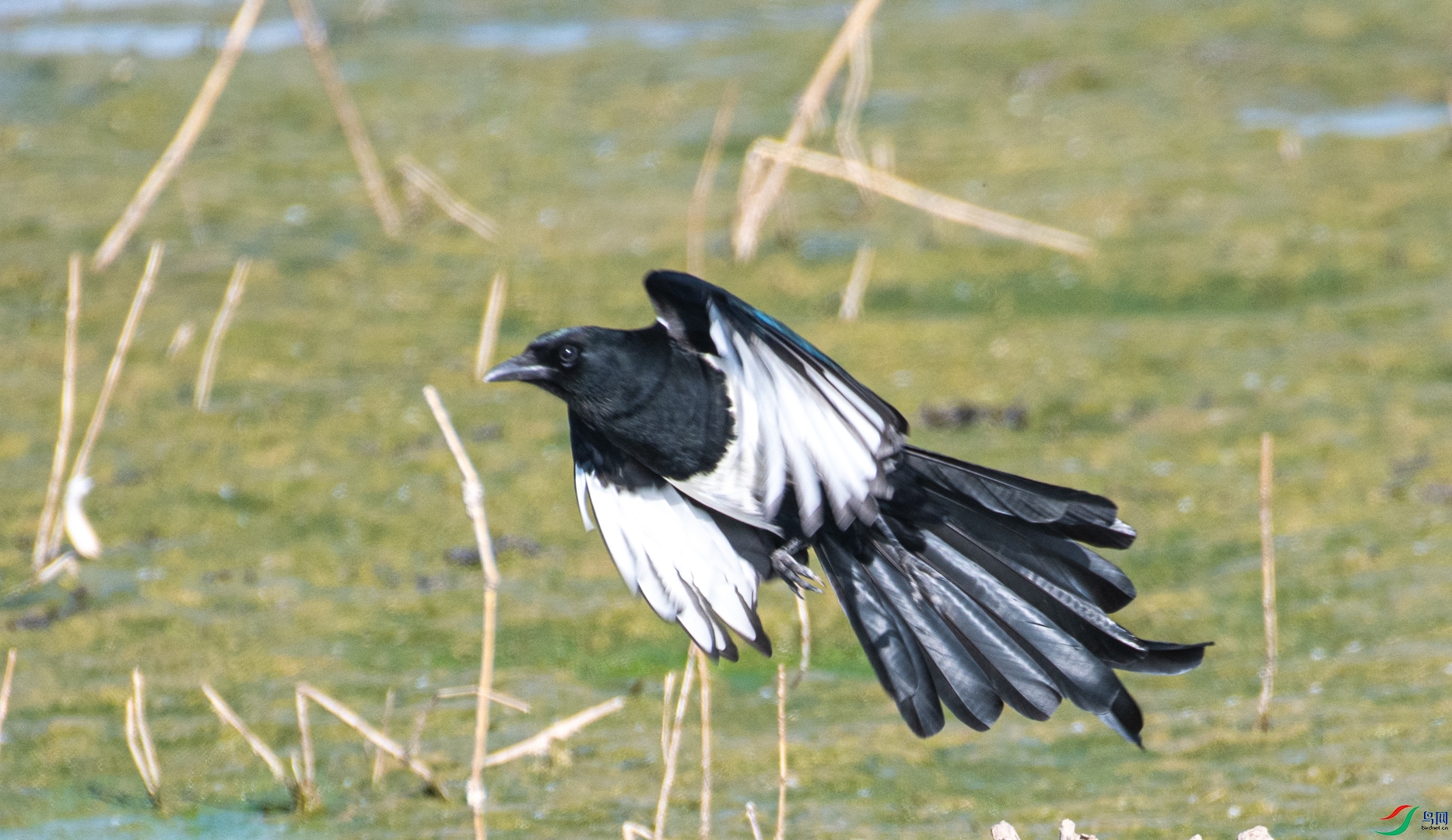 DSC_8432.jpg