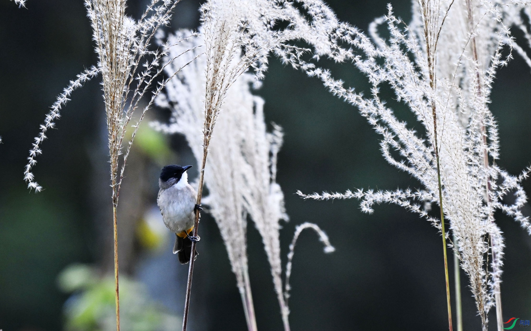 _DSC2309_���� - ����.jpg