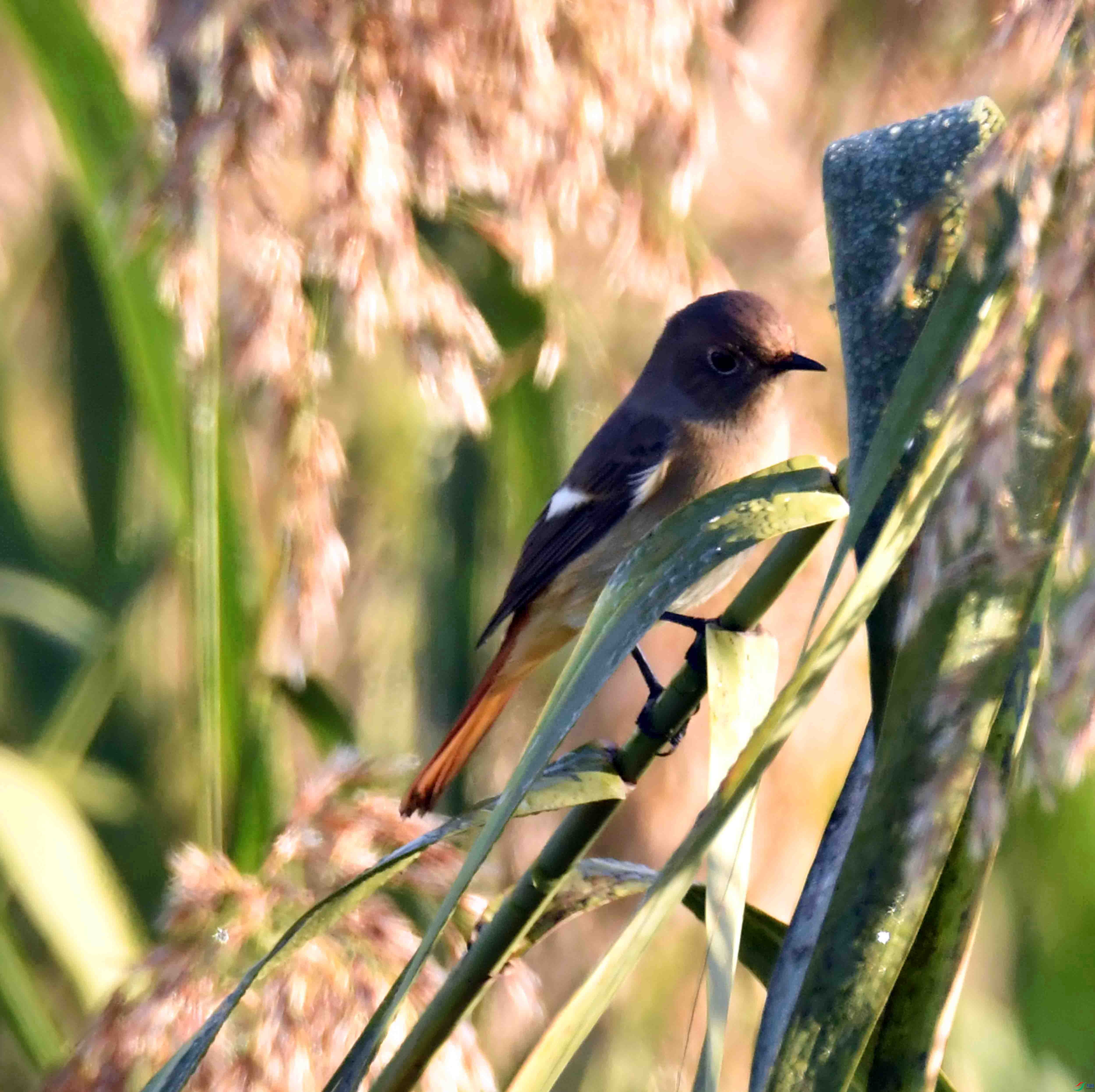 DSC_8437.JPG