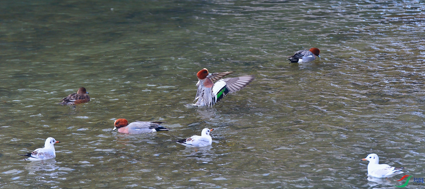1DSC_2913_DxOa.jpg