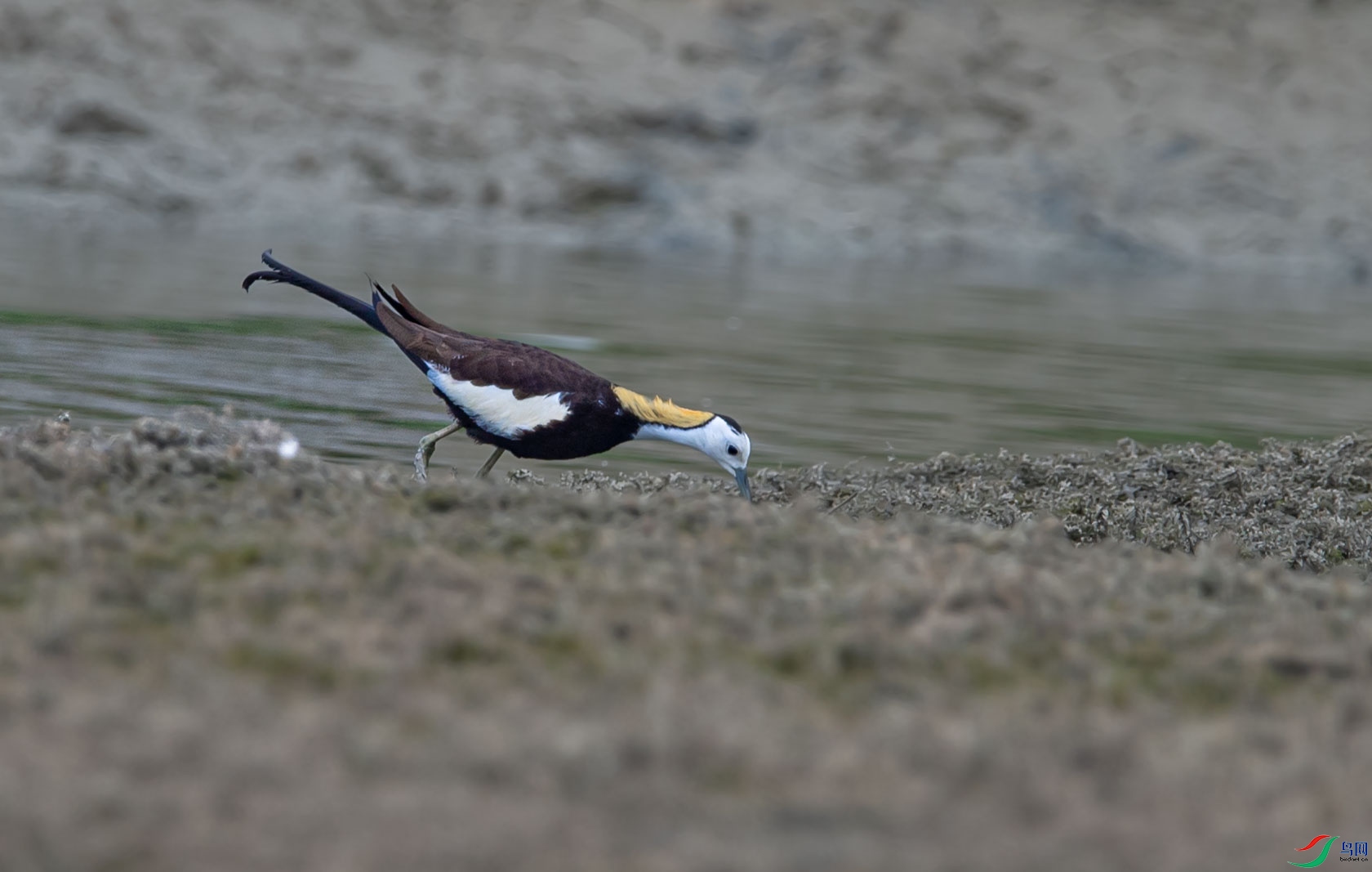 DSC_0515.jpg