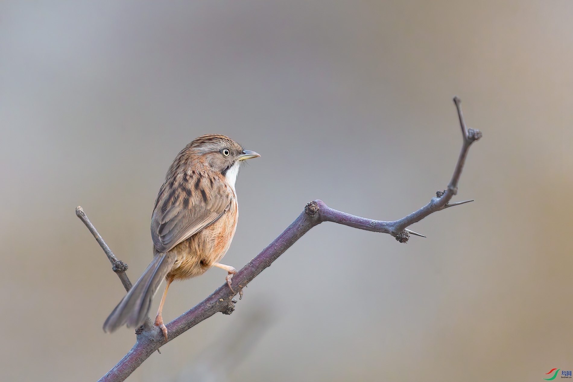 AQ4P0629-1.jpg