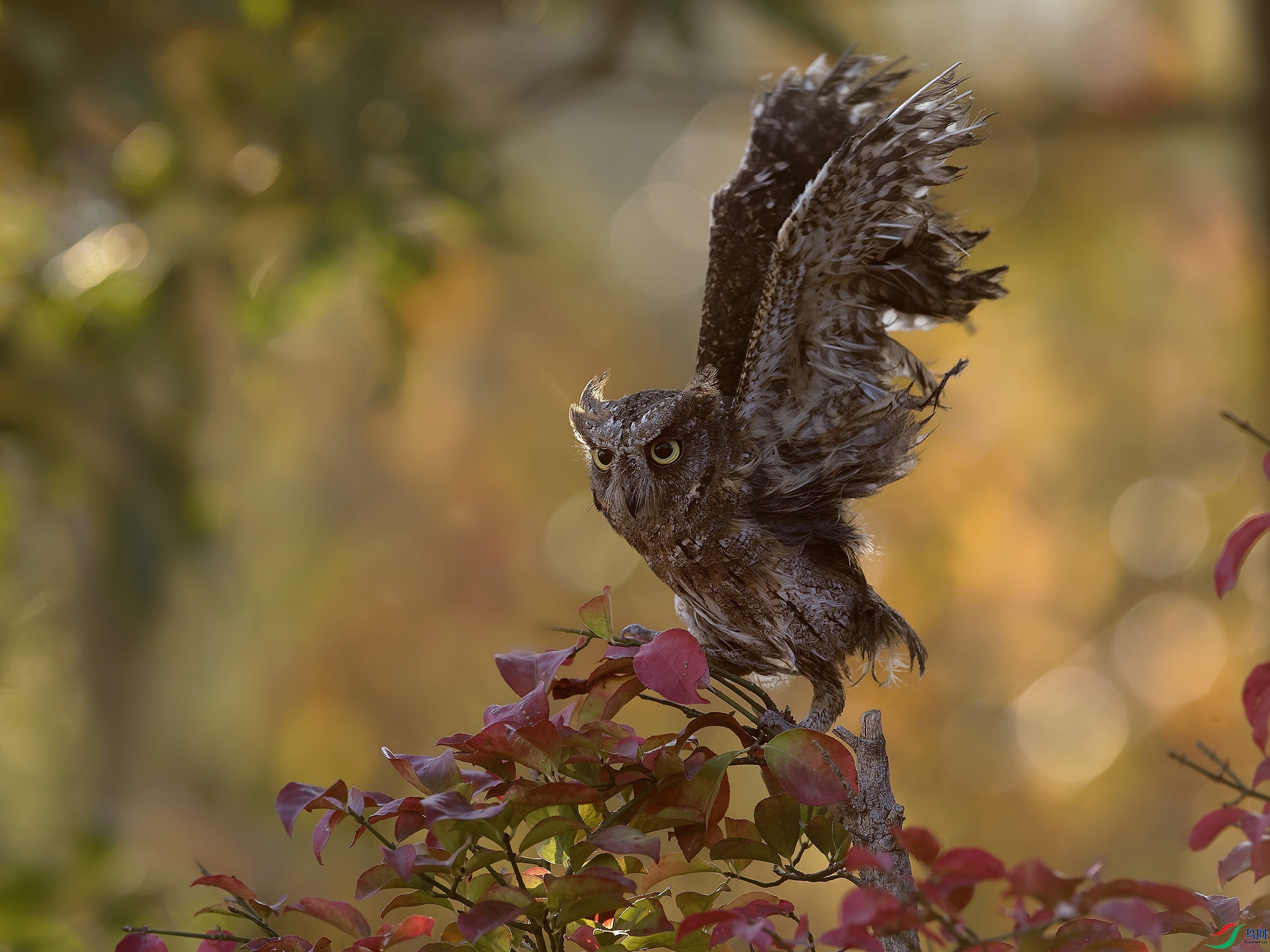 _A4I1674_DxOС ����.jpg