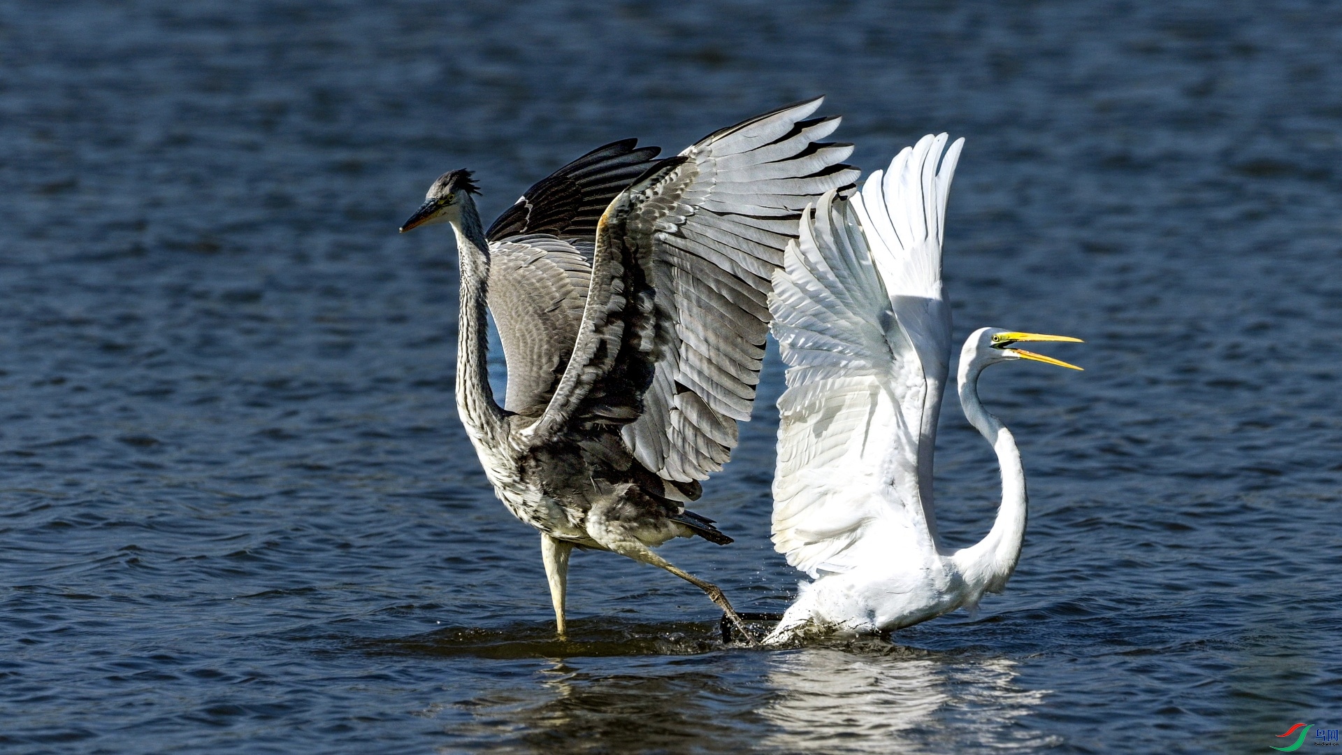 ��������ر�����