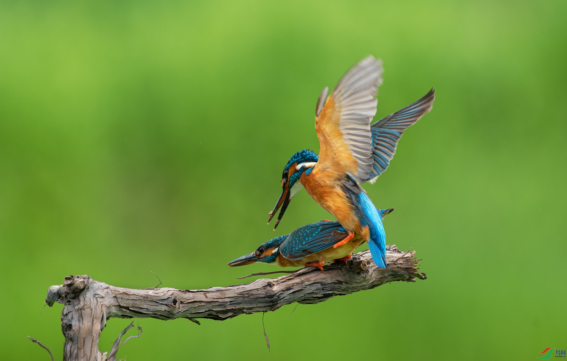 DSC_8930-1.jpg