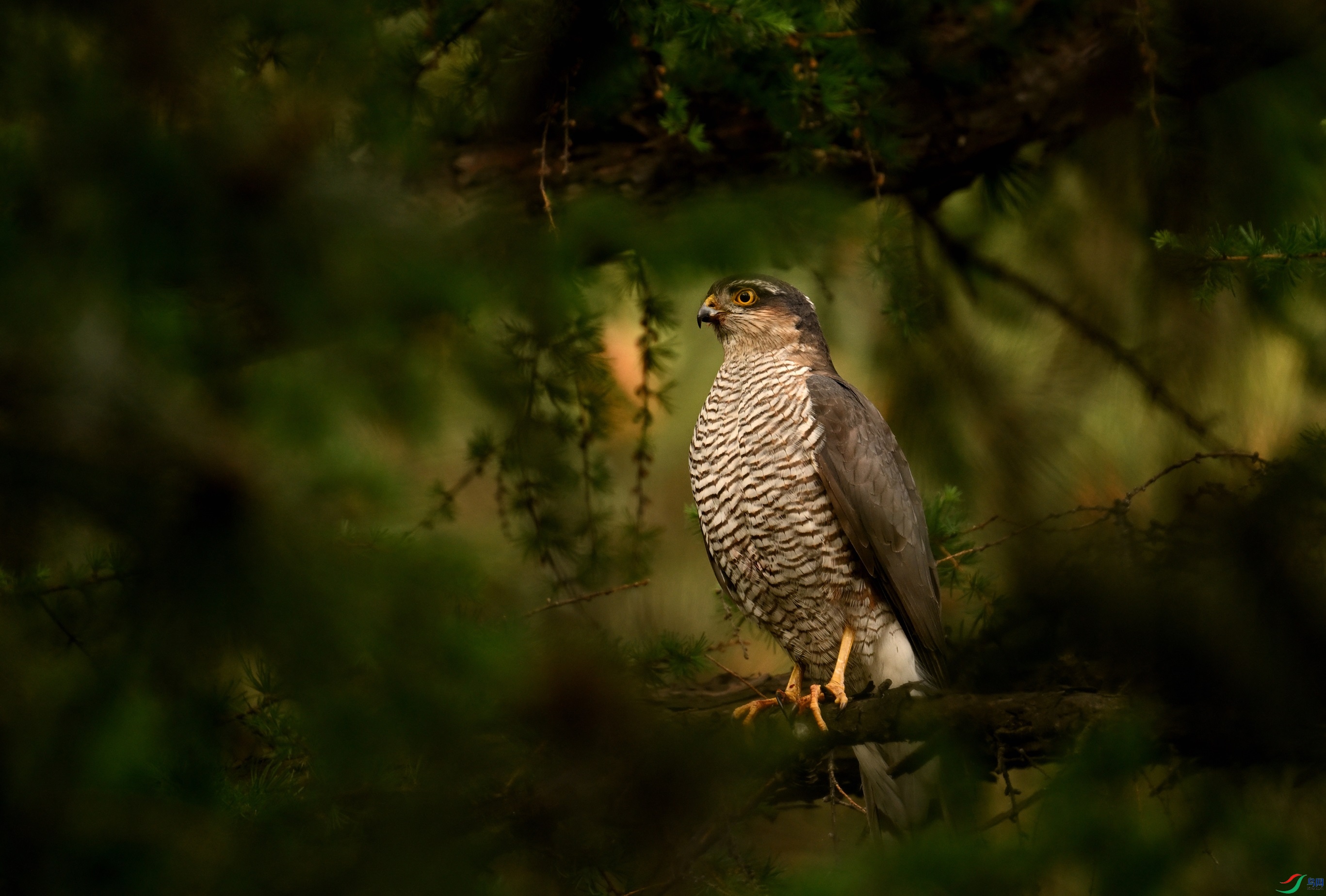 DSC_2083.JPG