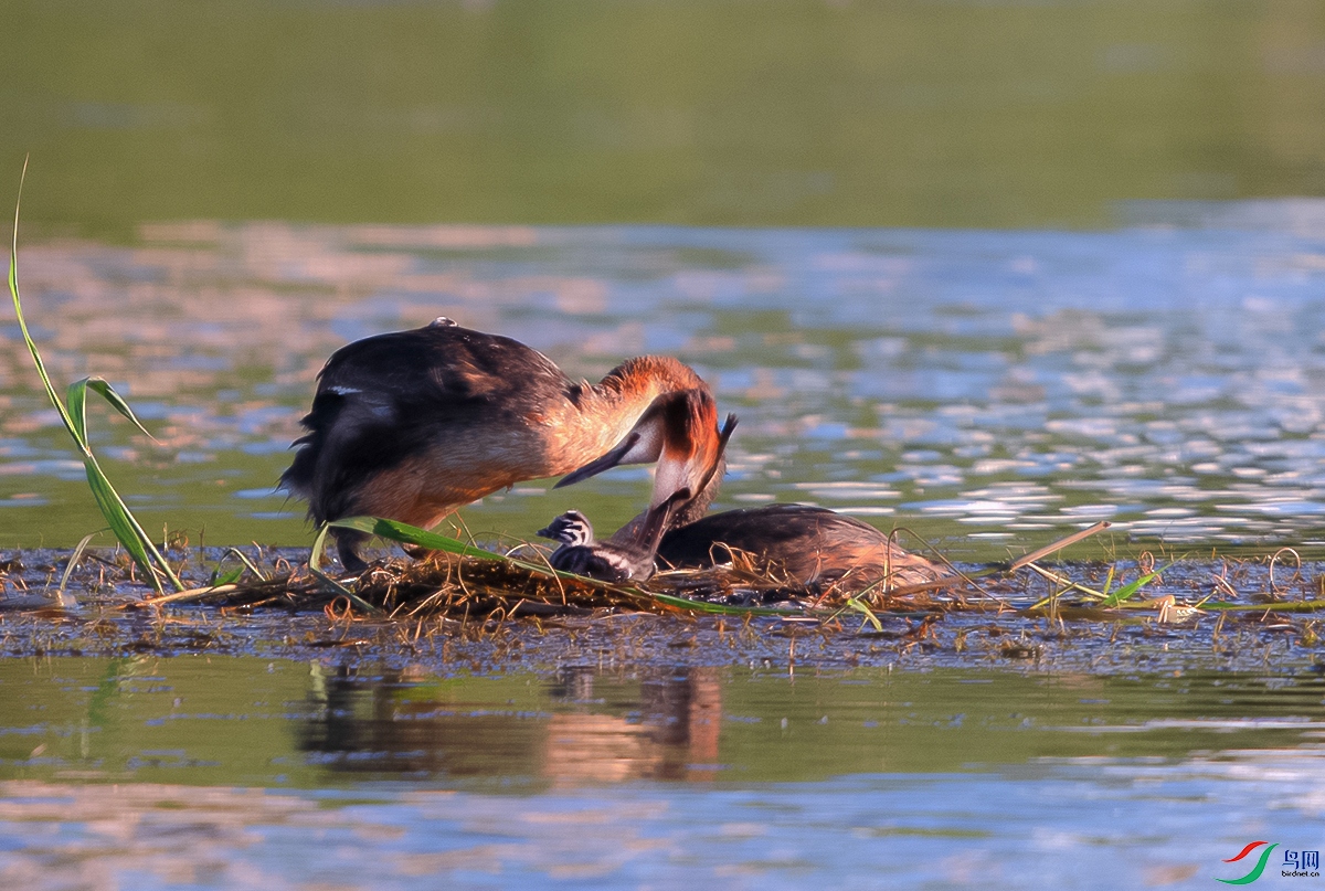DSC_6340-1.jpg