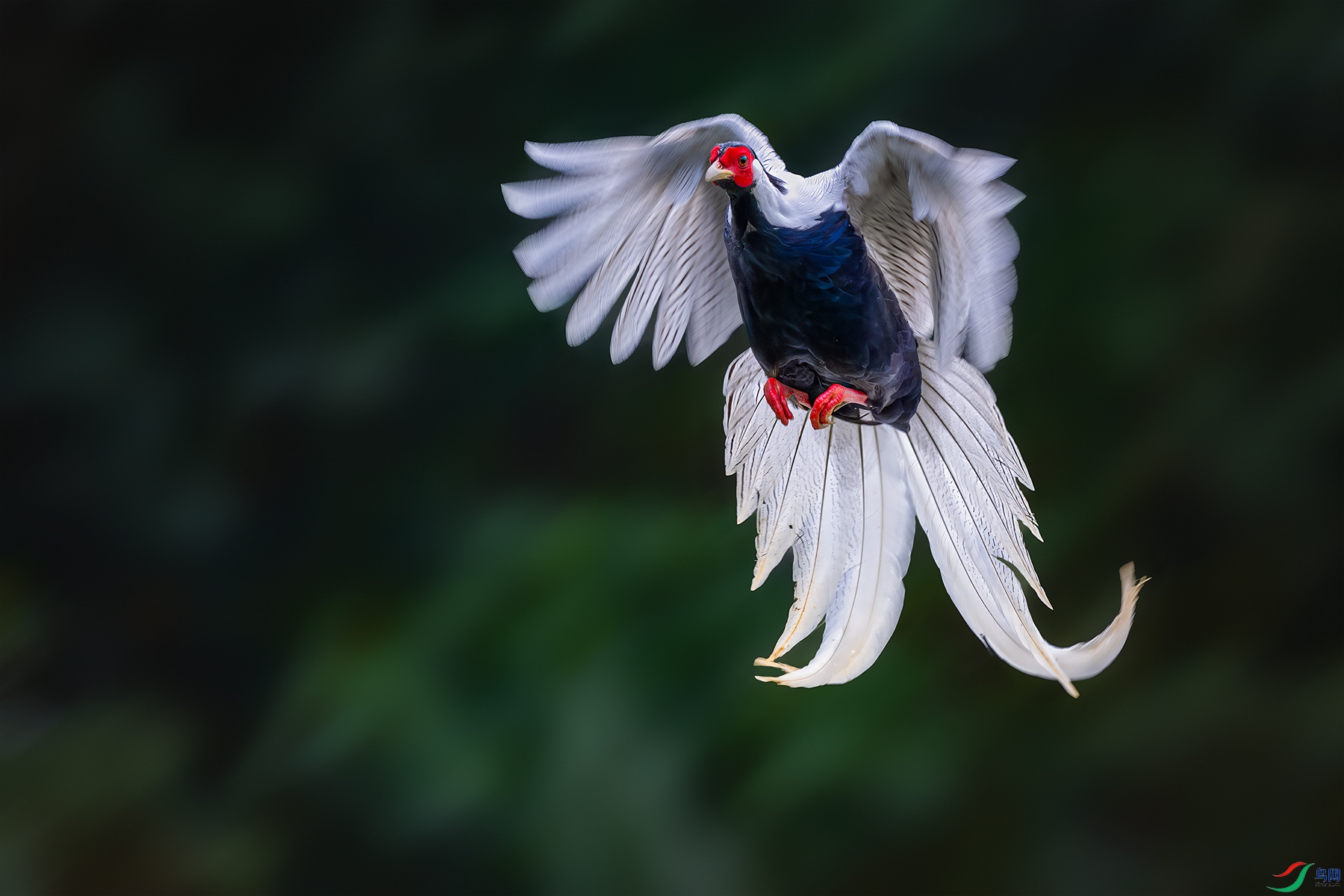 DSC_4642-����ǿ-NR ����.jpg