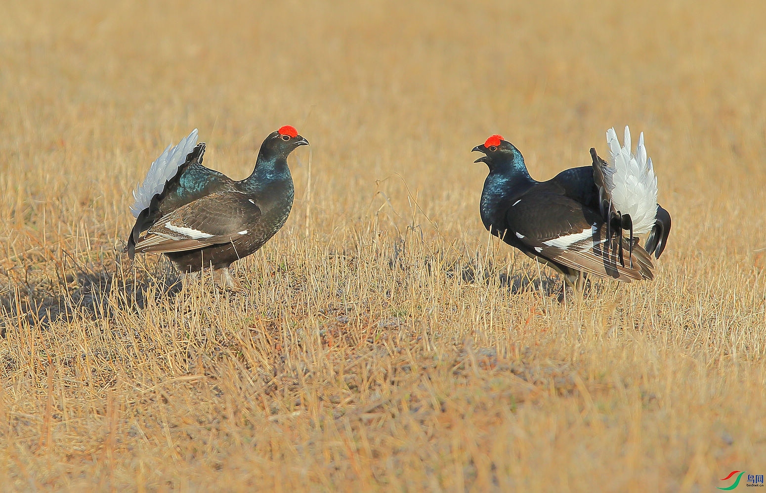 _B6P2605.JPG