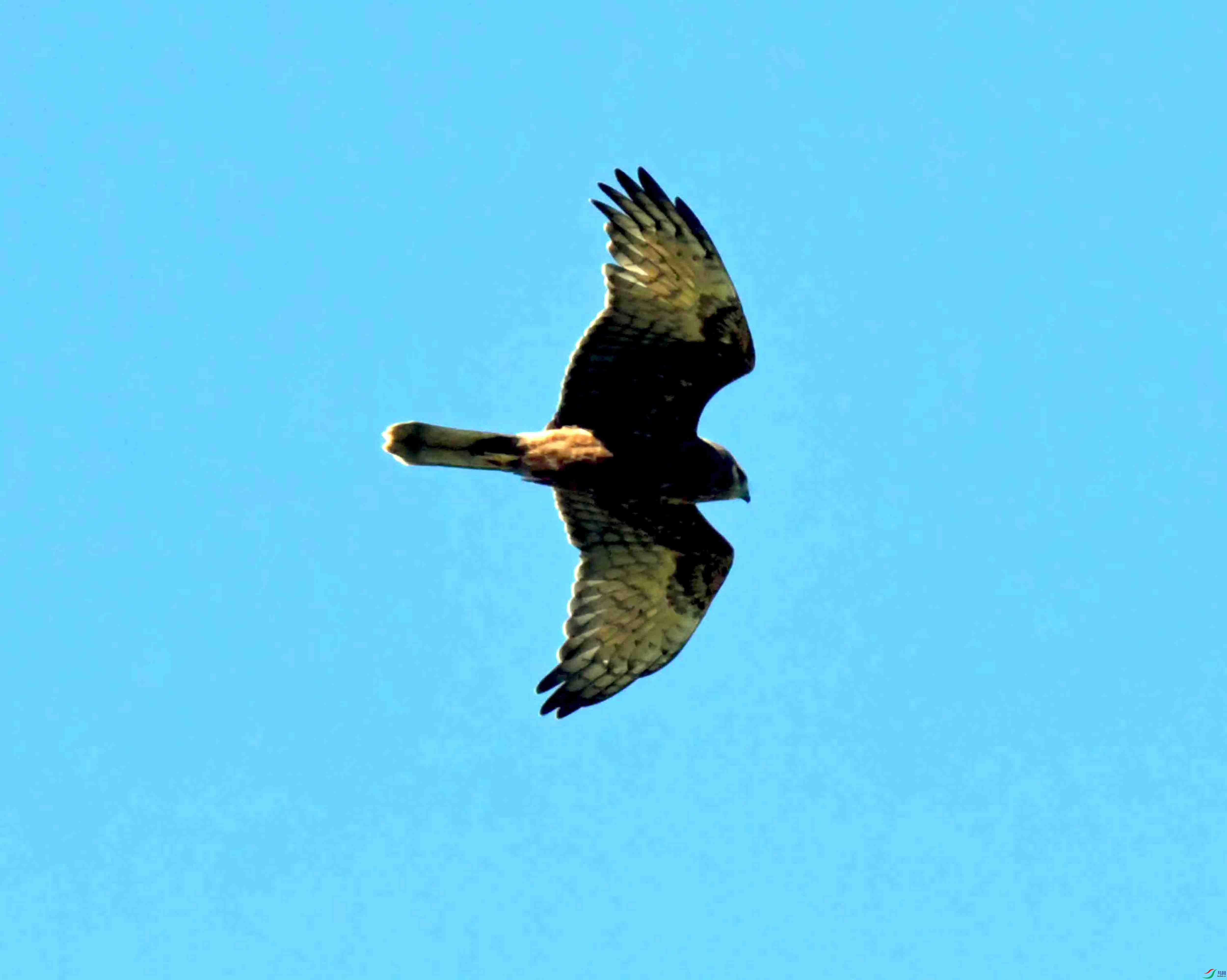 DSC_4266.JPG
