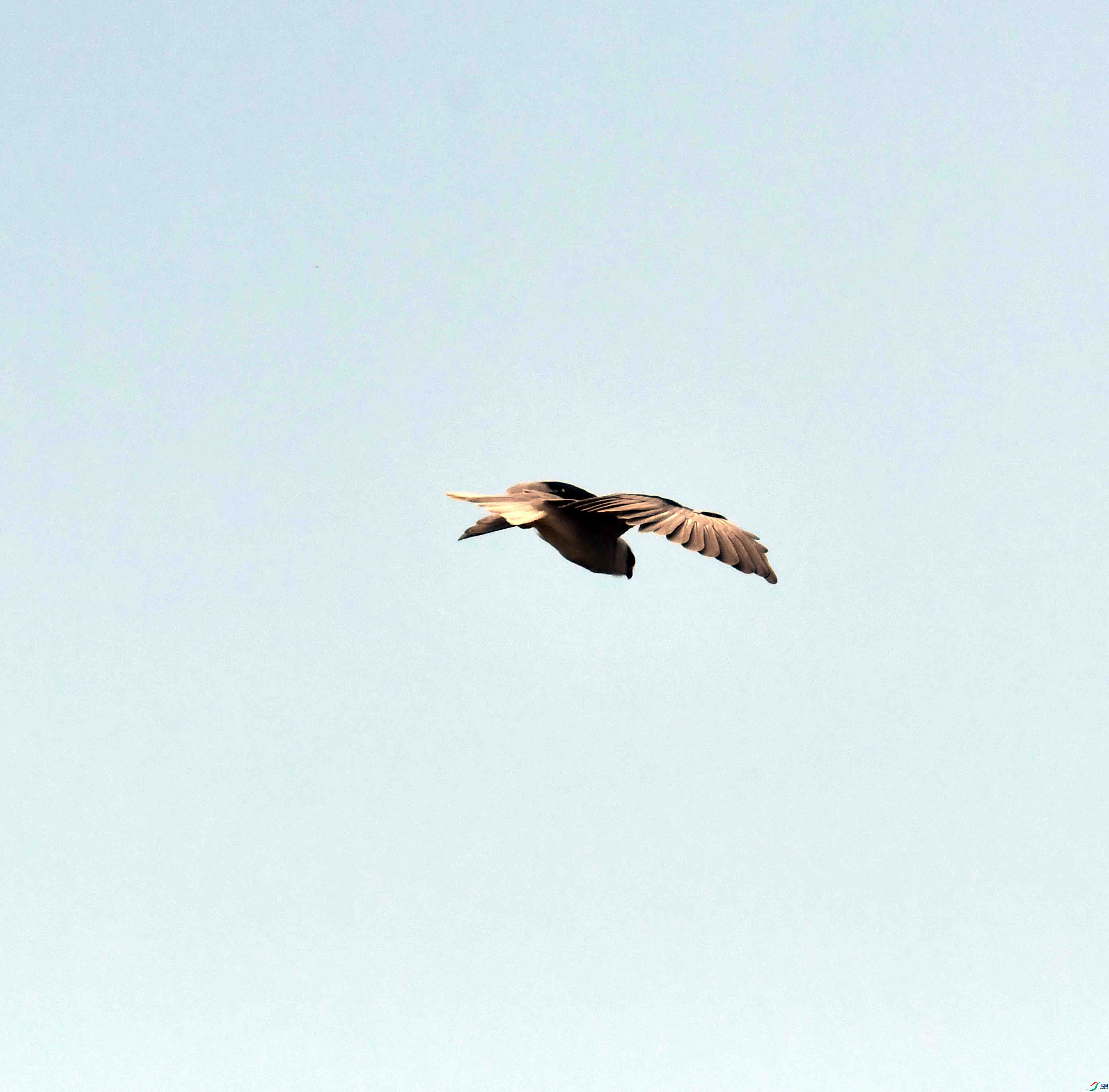 DSC_9719.JPG