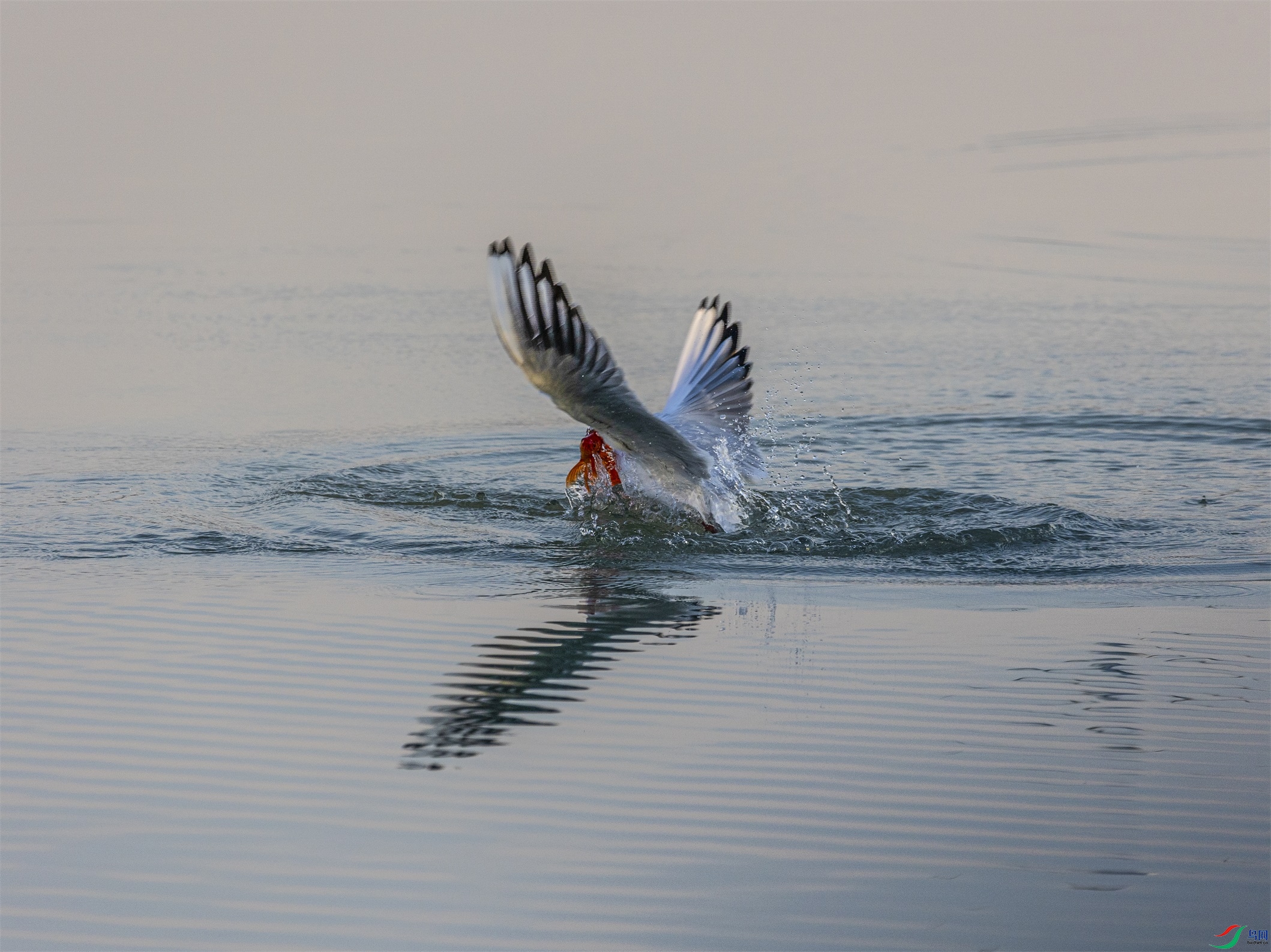 1K3A0125 ����1.jpg