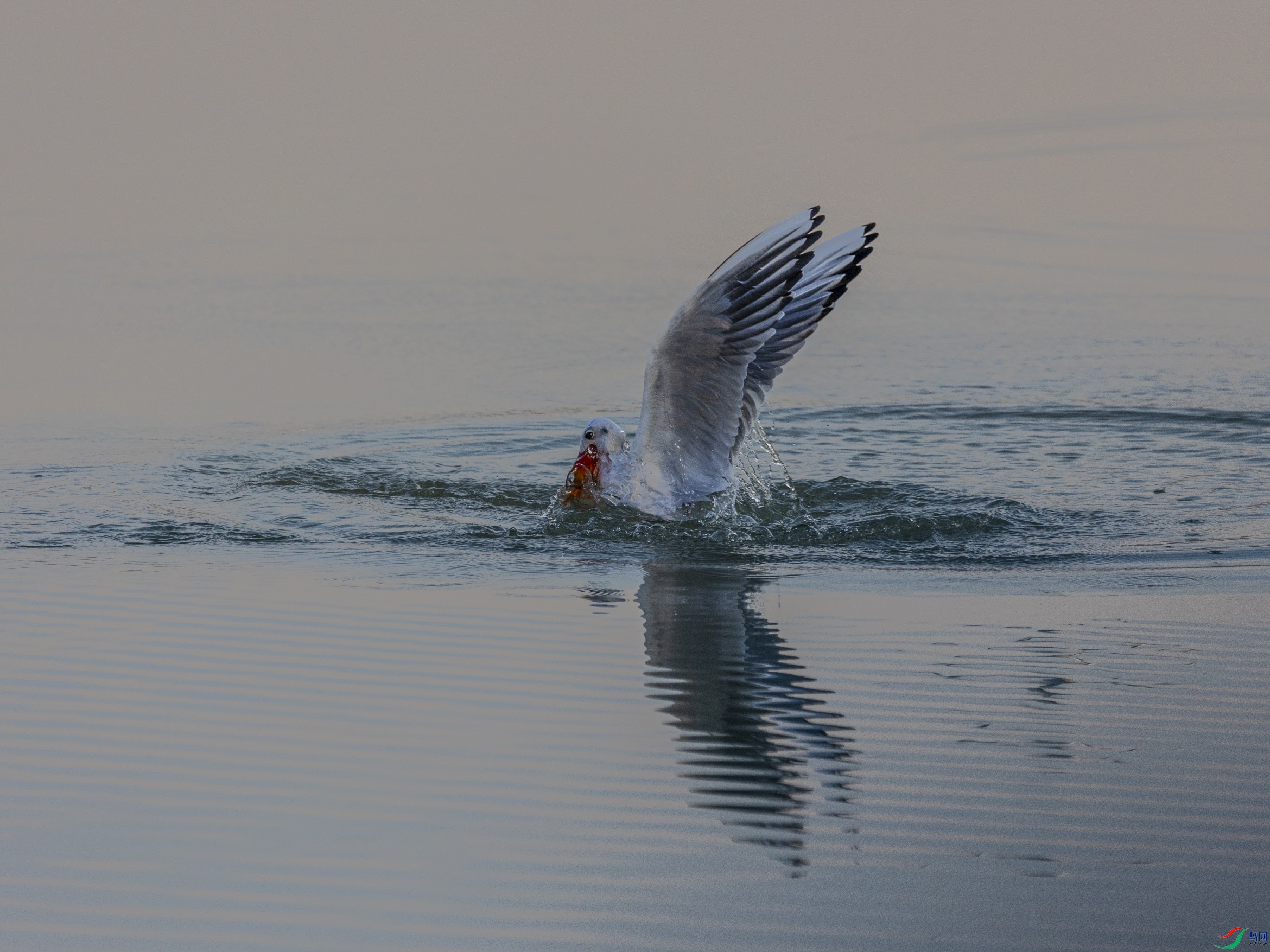 1K3A0124 ����1.jpg