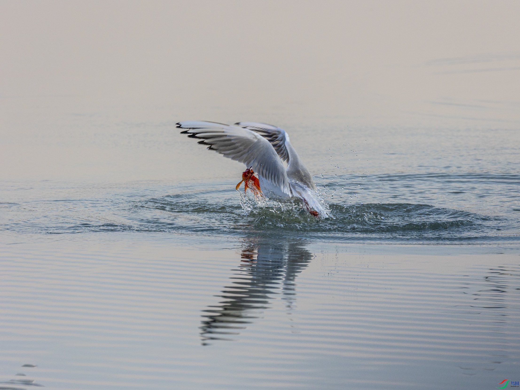 1K3A0126 ����1.jpg