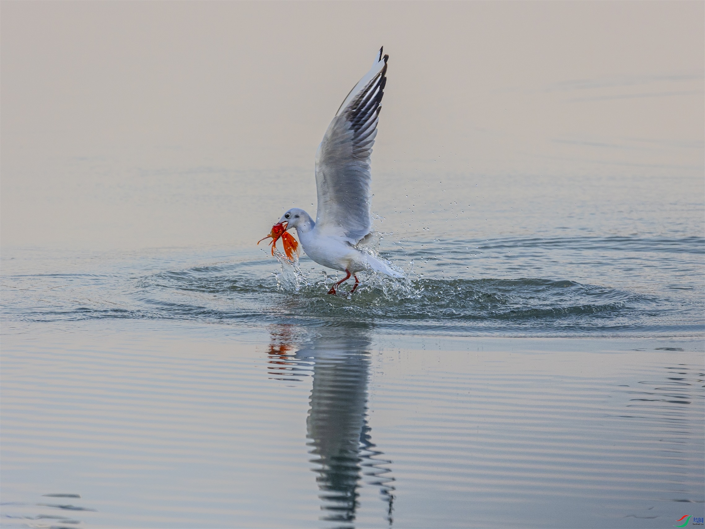 1K3A0127 ����1.jpg