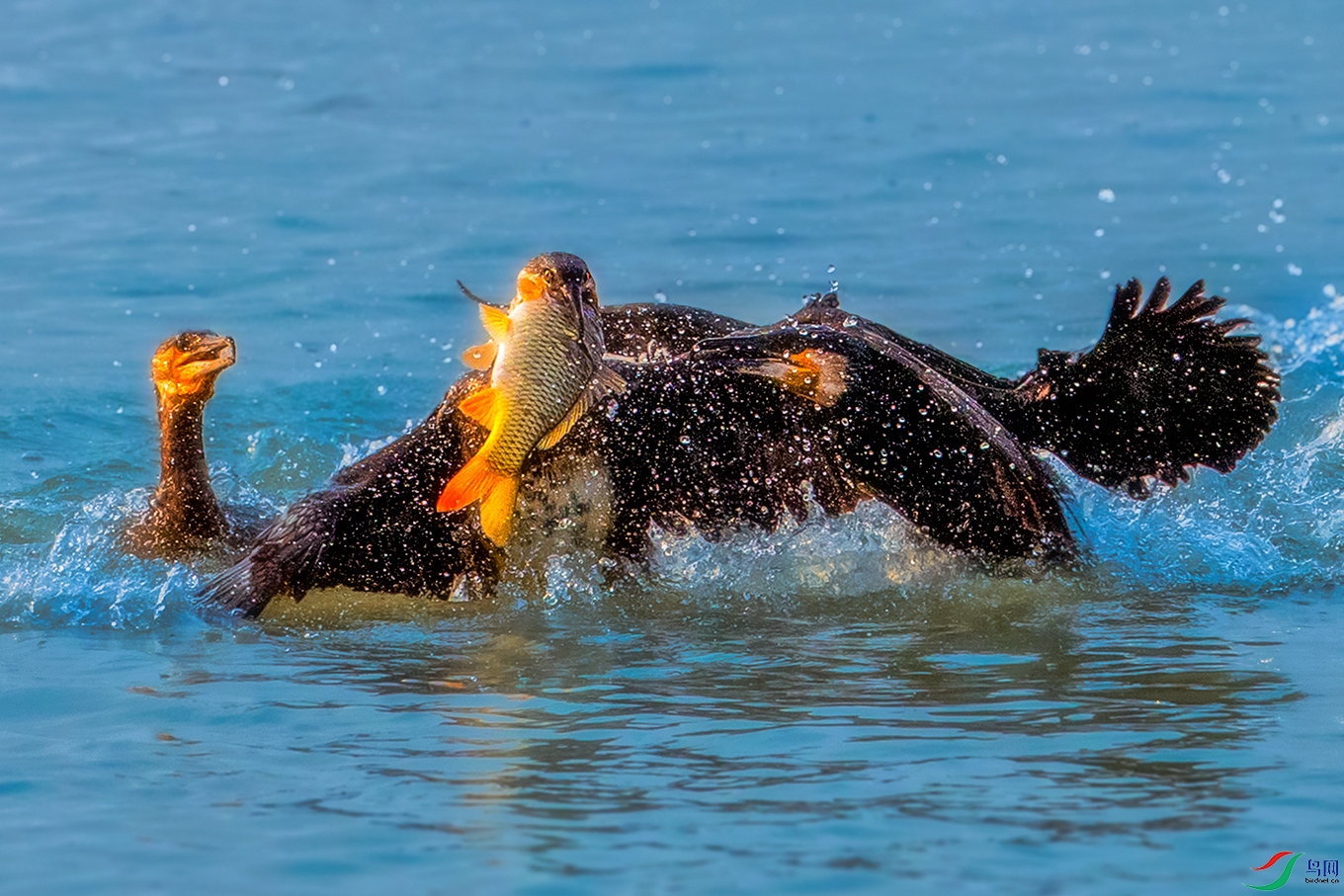 ���----ǿ�ߵ�֮