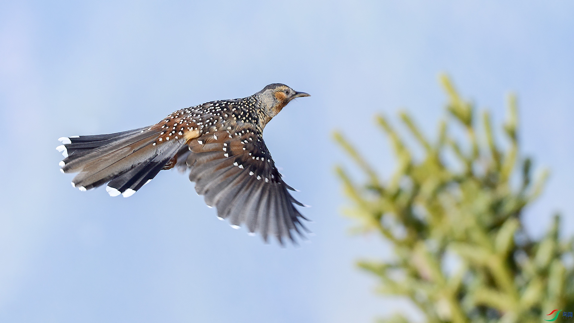 DSC_311nn3.jpg
