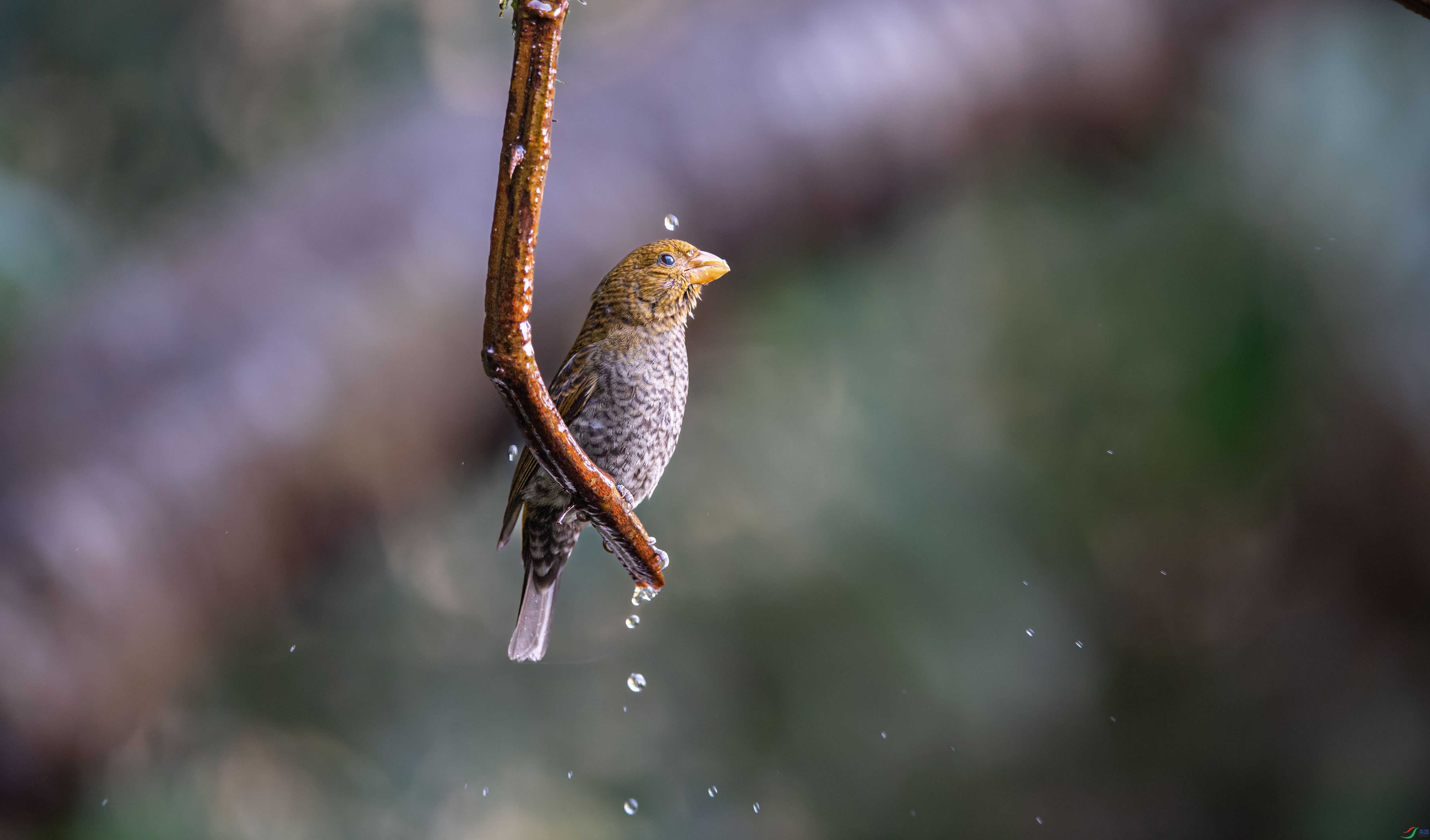 DSC_3868,.jpg