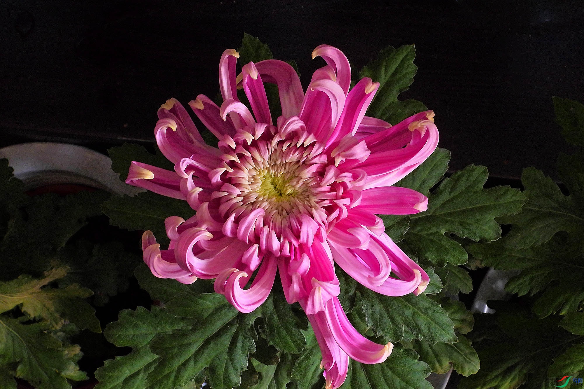 DSCN1599.JPG