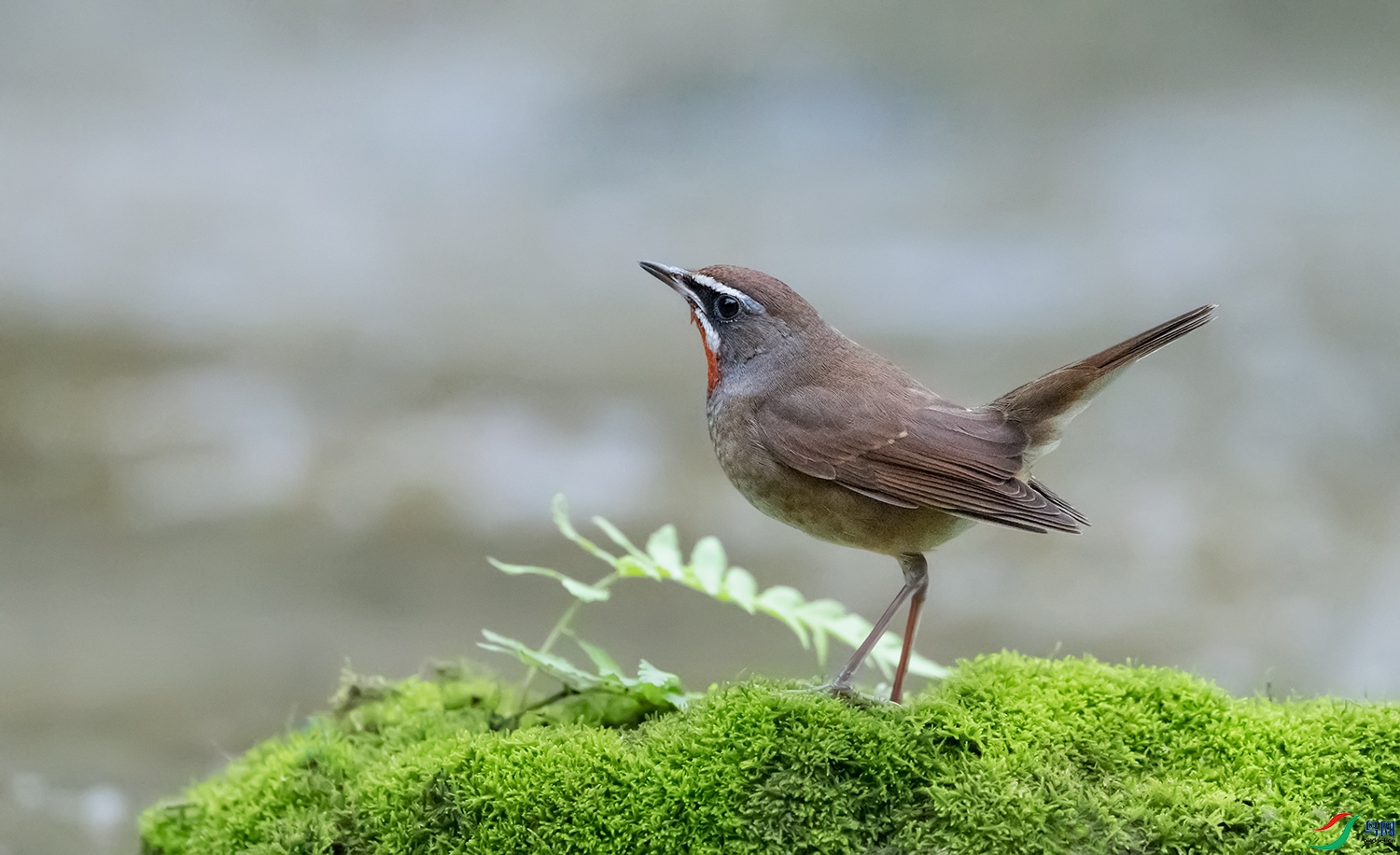 DSC_25803.jpg