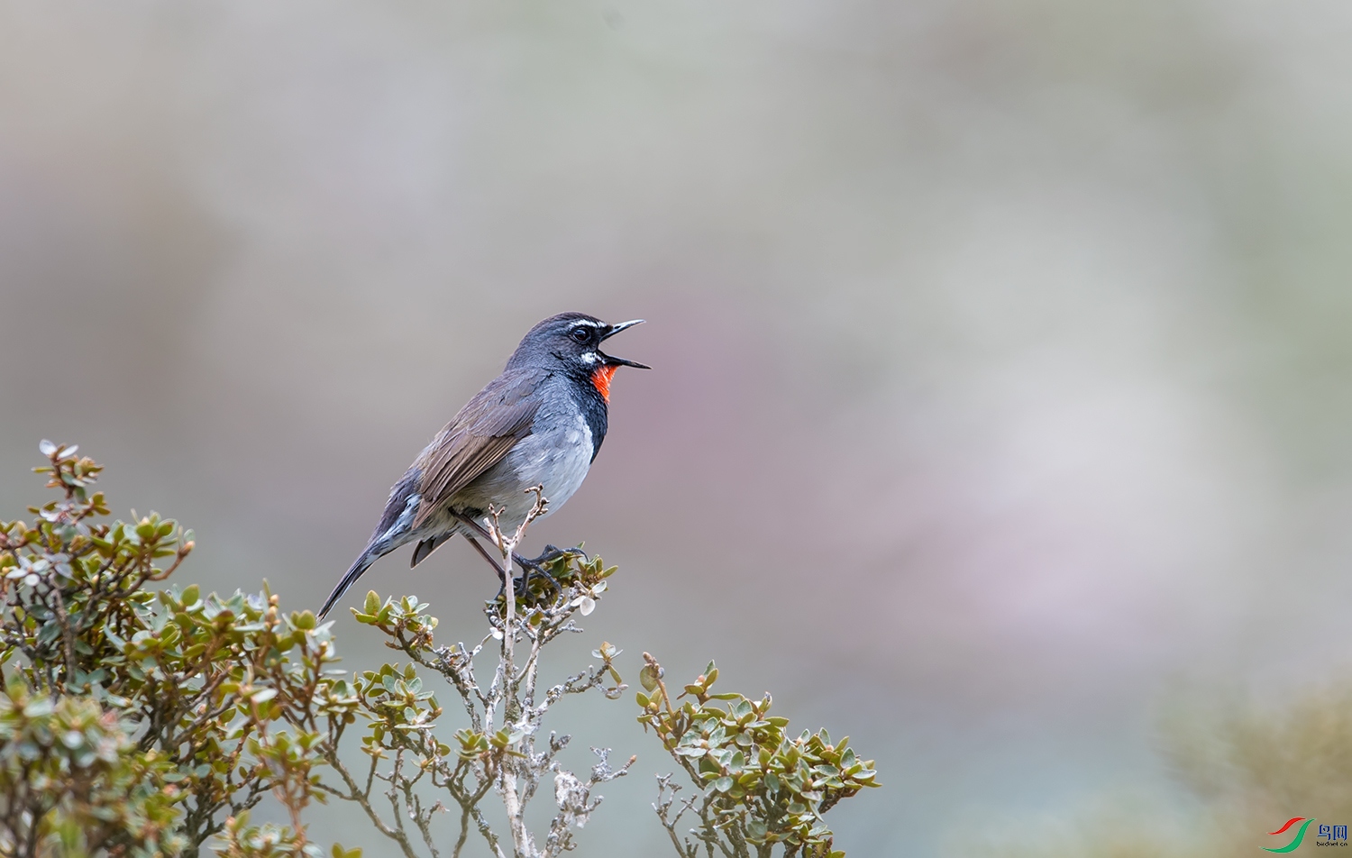 DSC_17121.jpg
