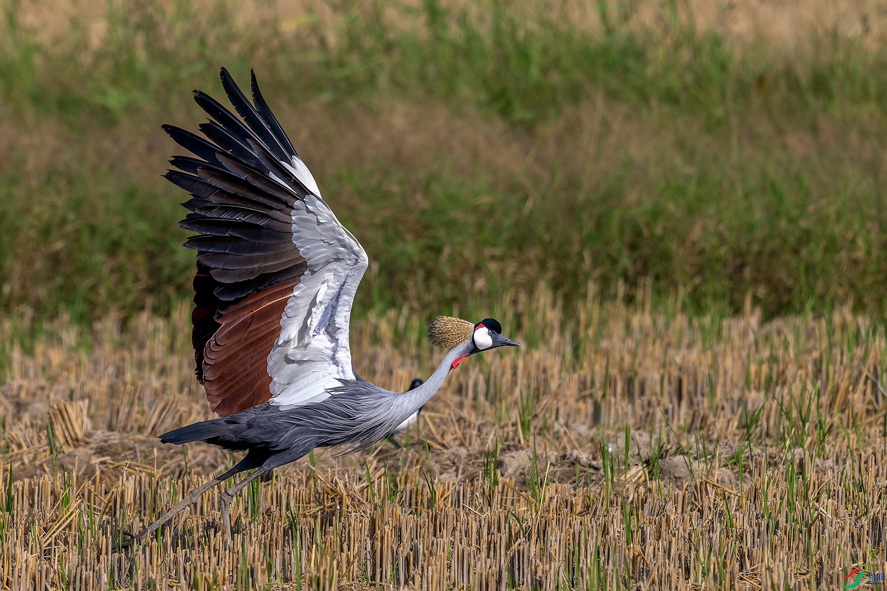 _DSC6241-С-1.jpg