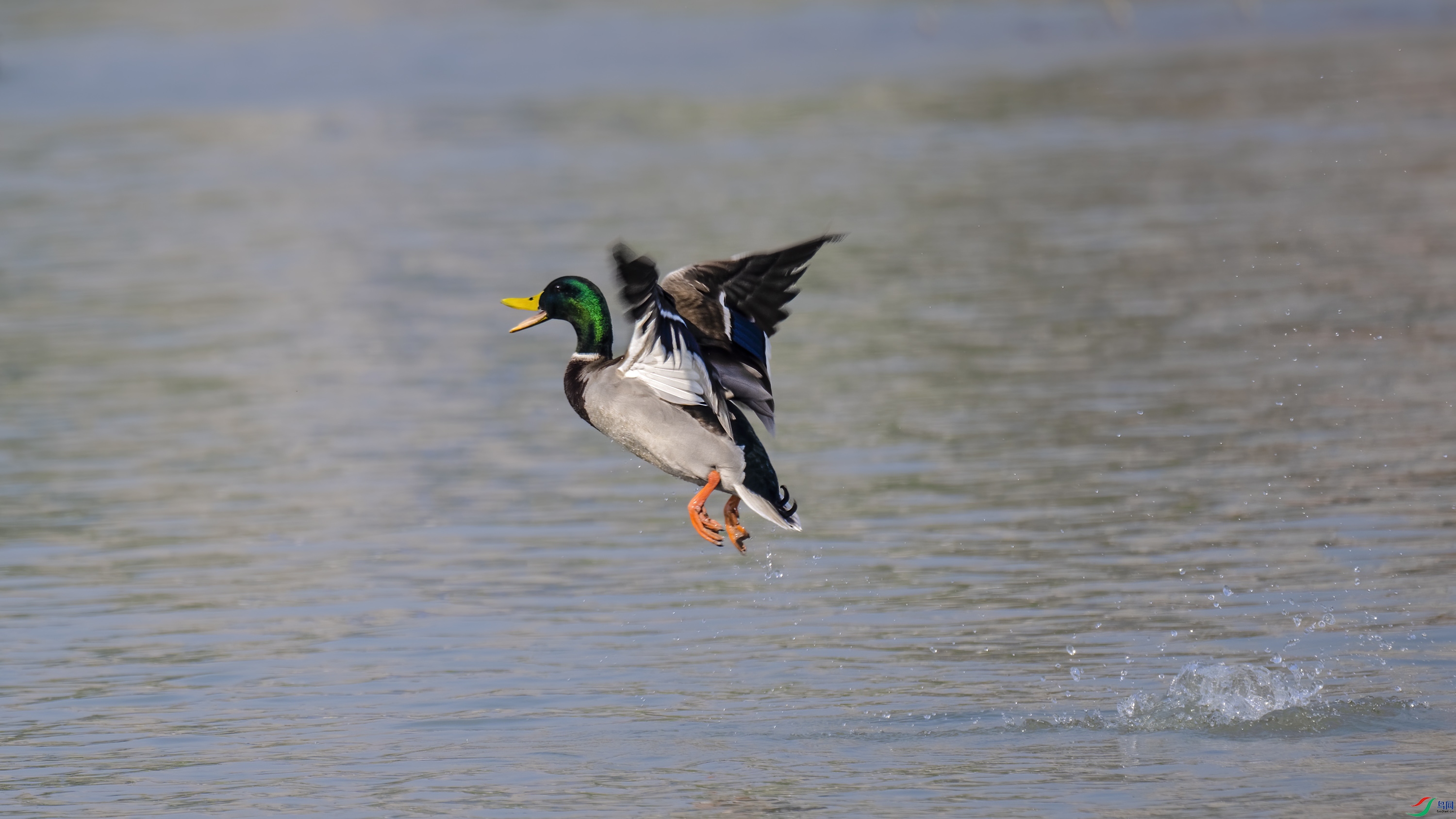 DSC_6568_DxO.jpg