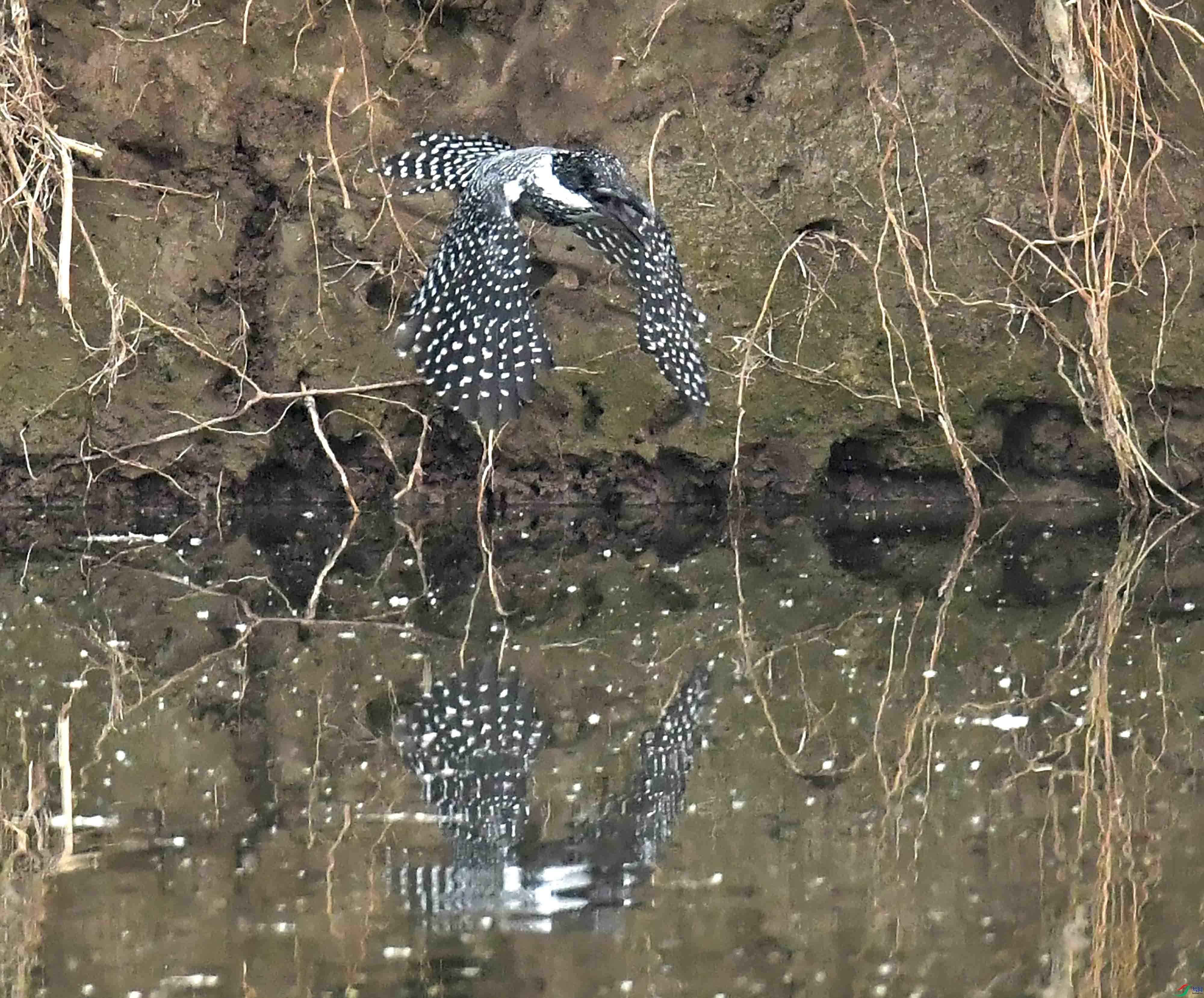DSC_9533.JPG