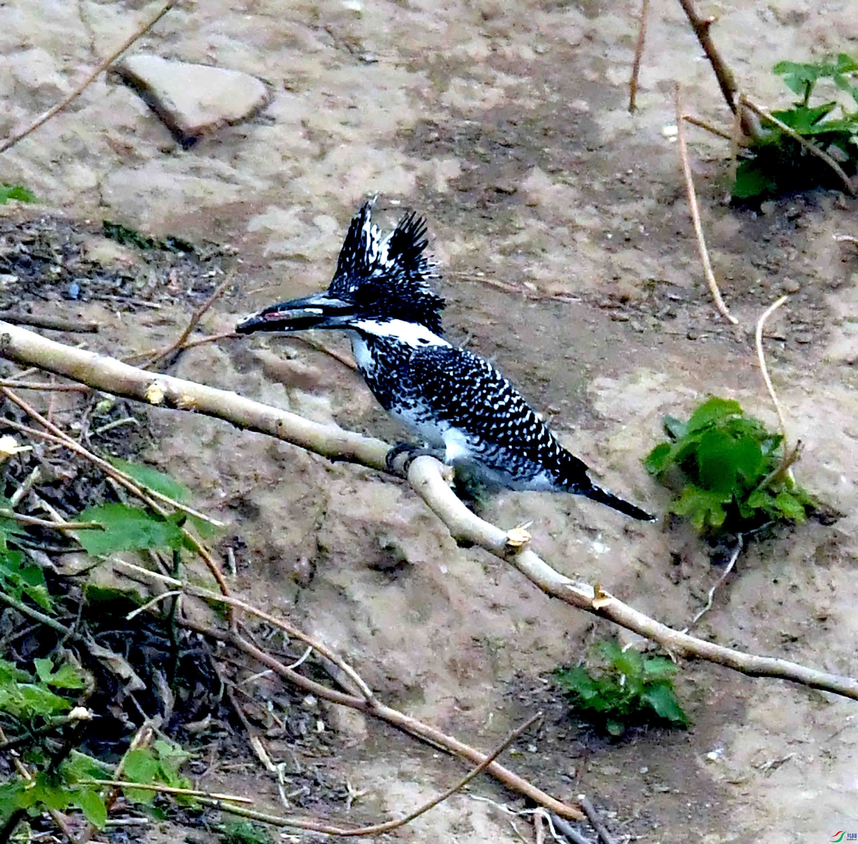 DSC_9616.JPG