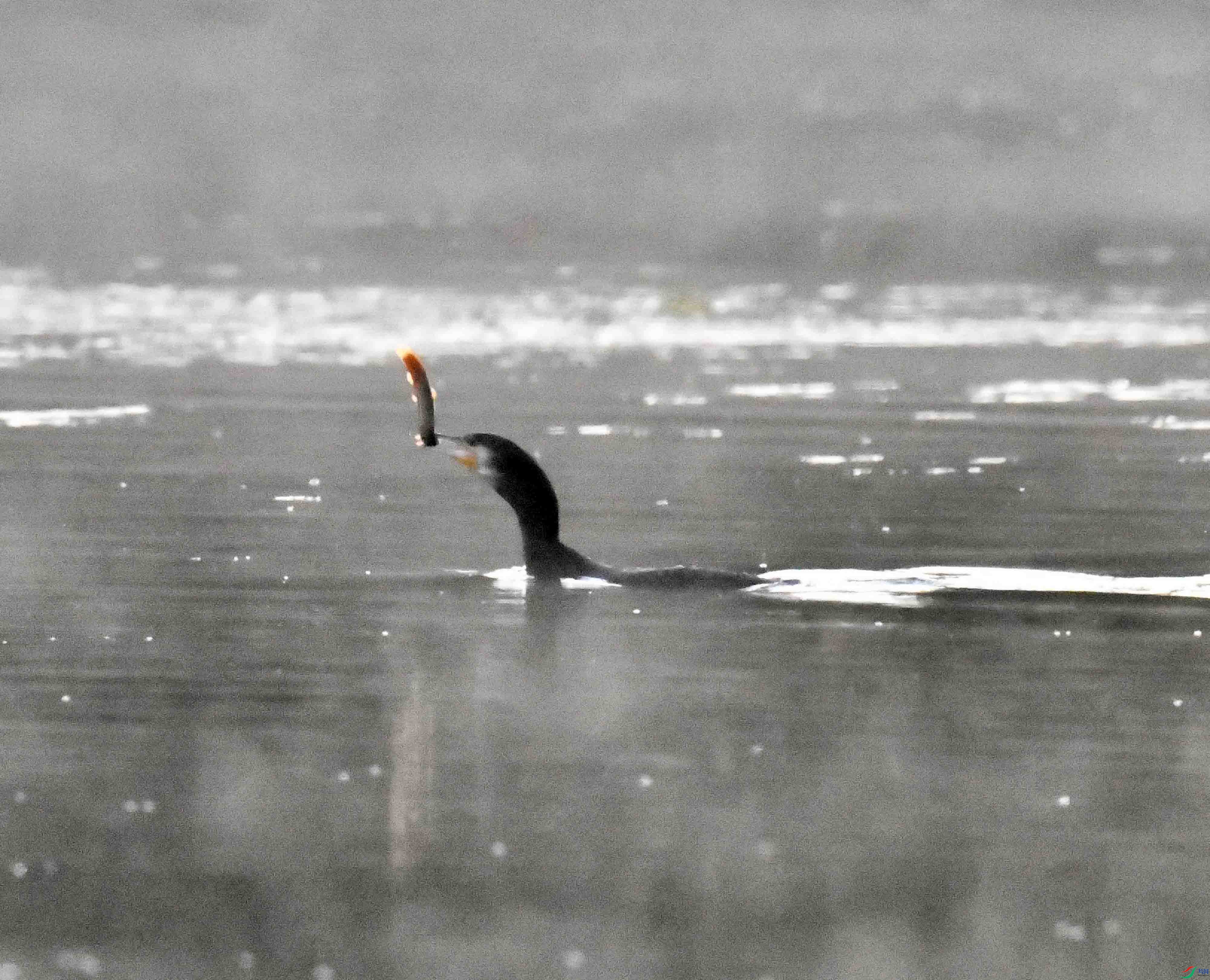 DSC_0183.JPG