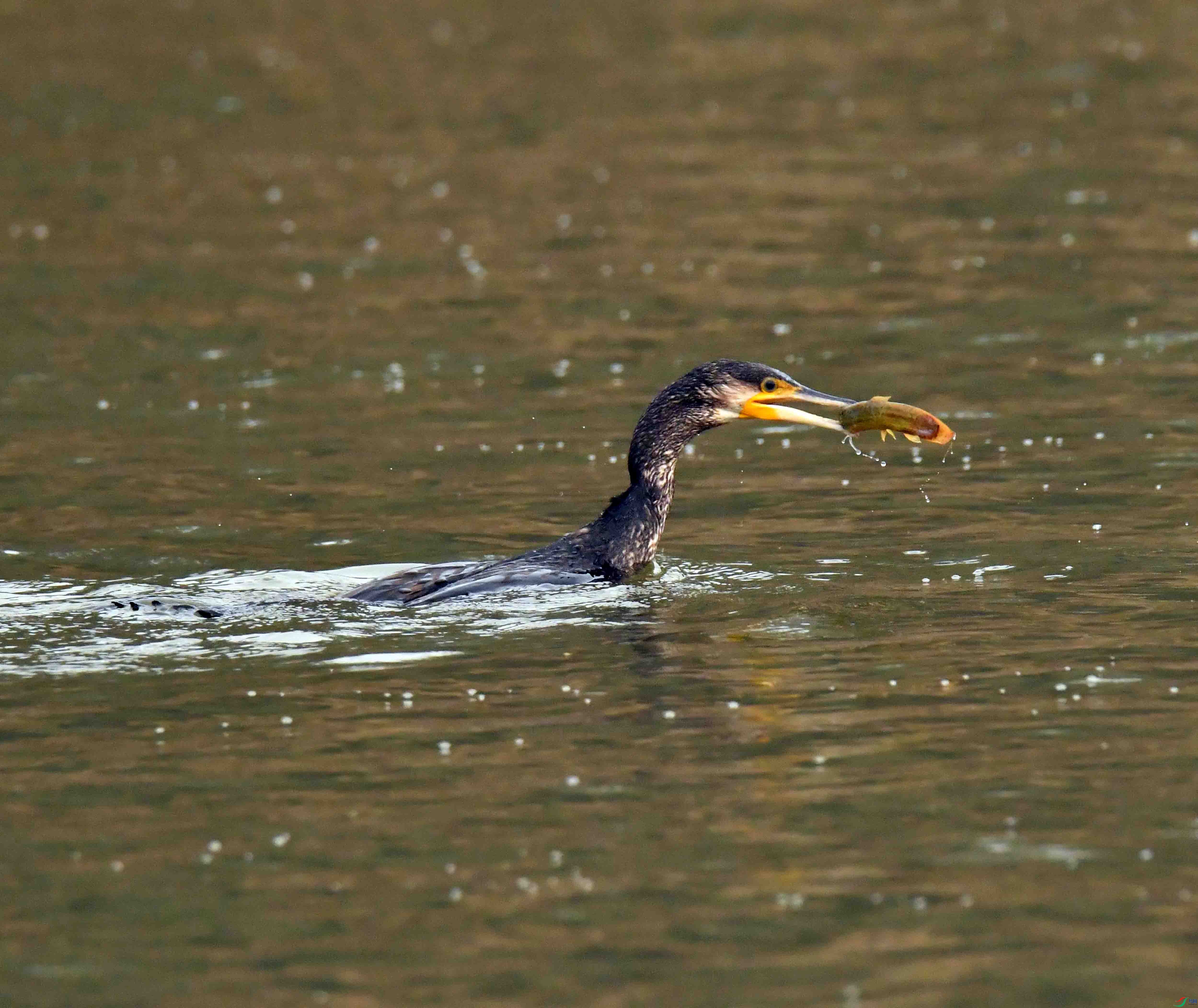 DSC_6094.JPG