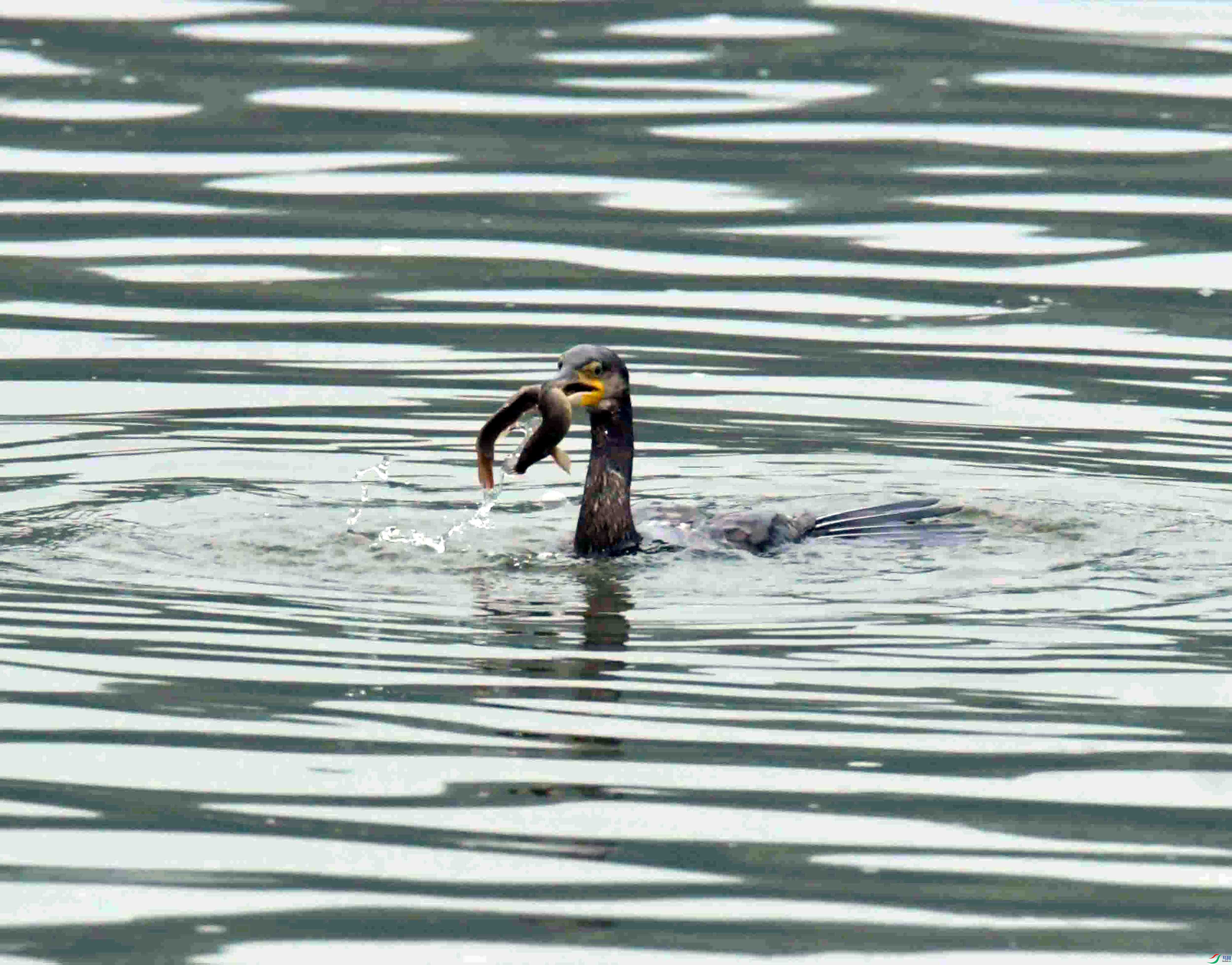 DSC_9823.JPG