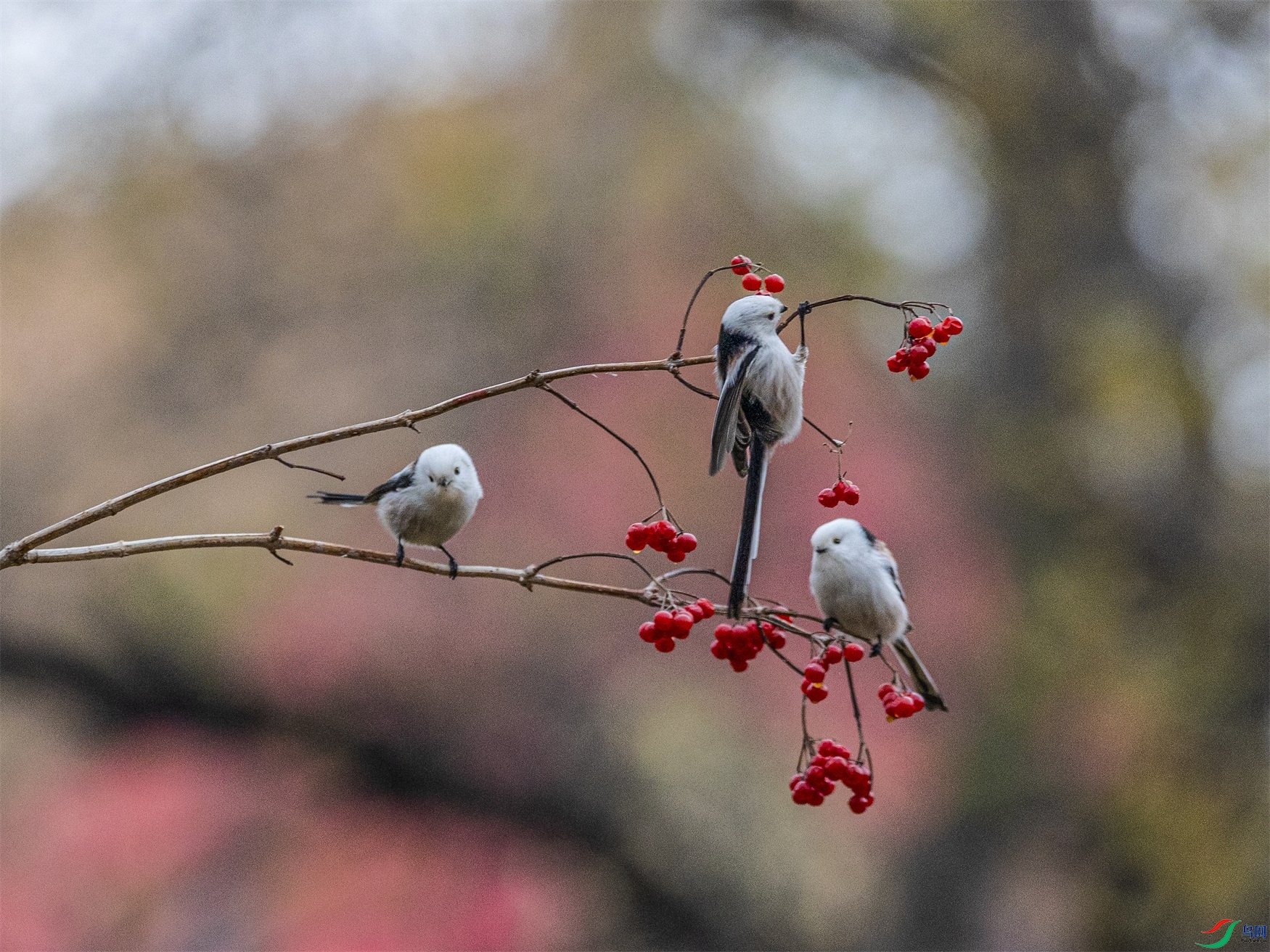 1K3A1234 ����1.jpg