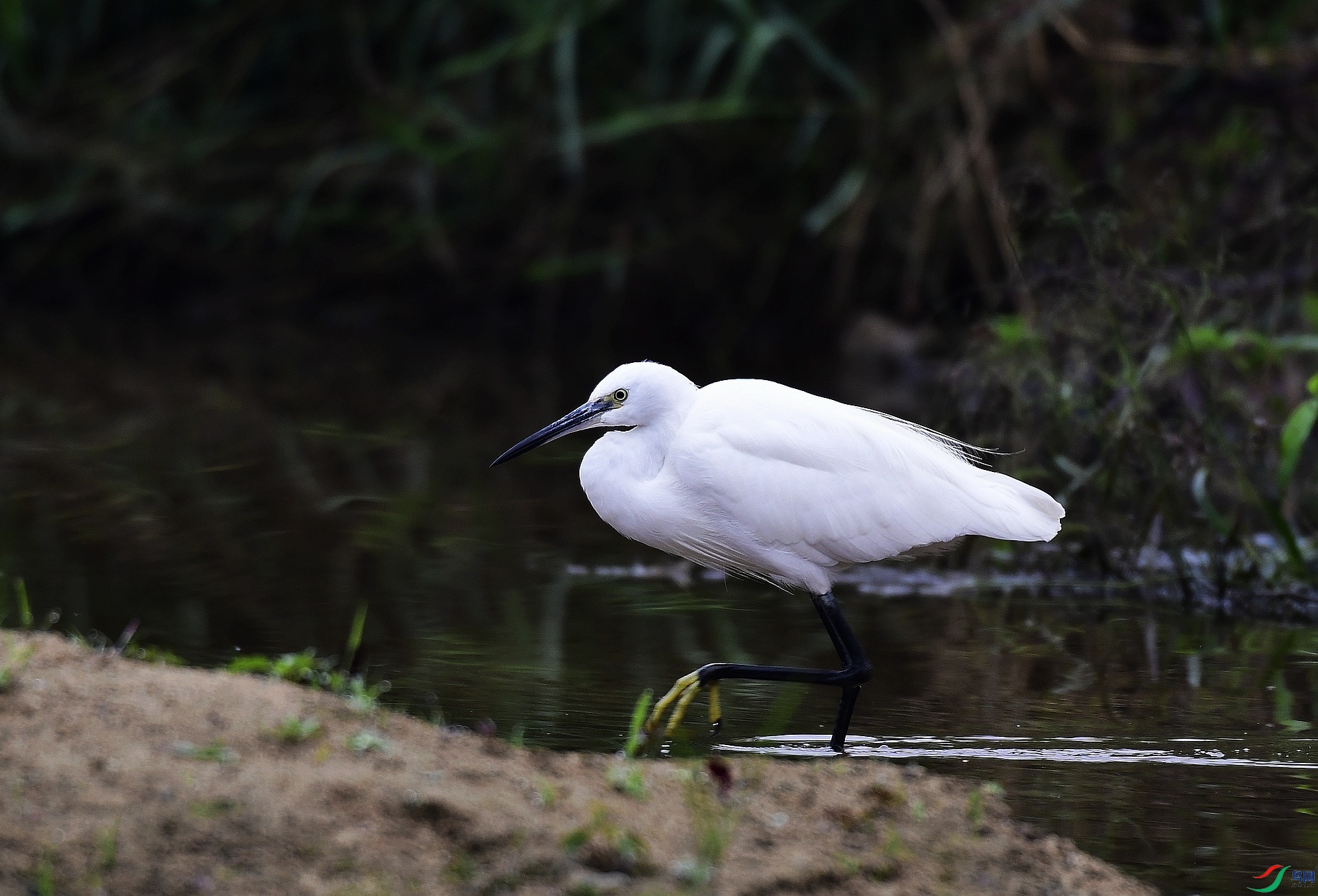 _D5D7004.jpg
