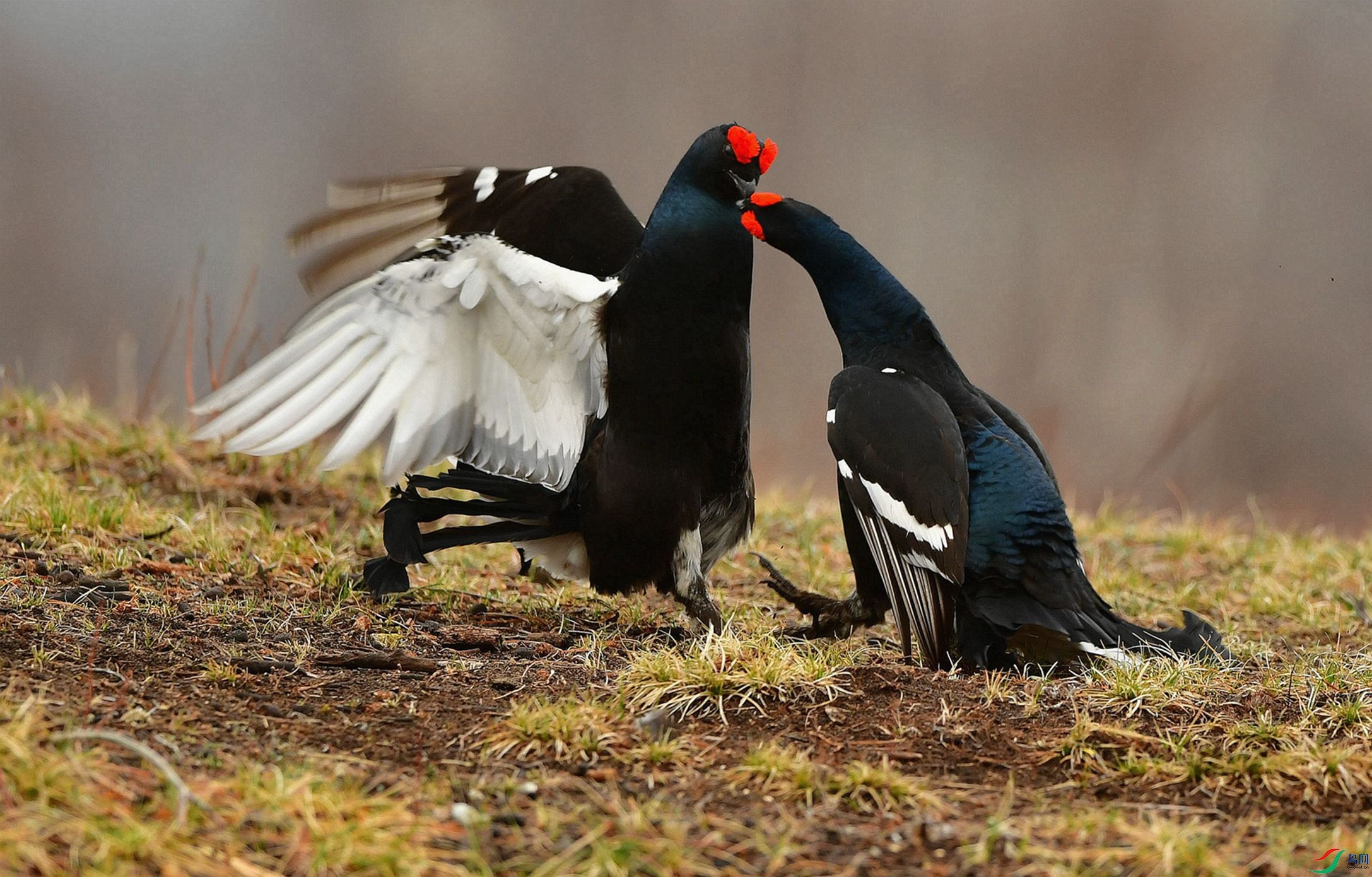 ҧס�Ͳ��ɿڡ�