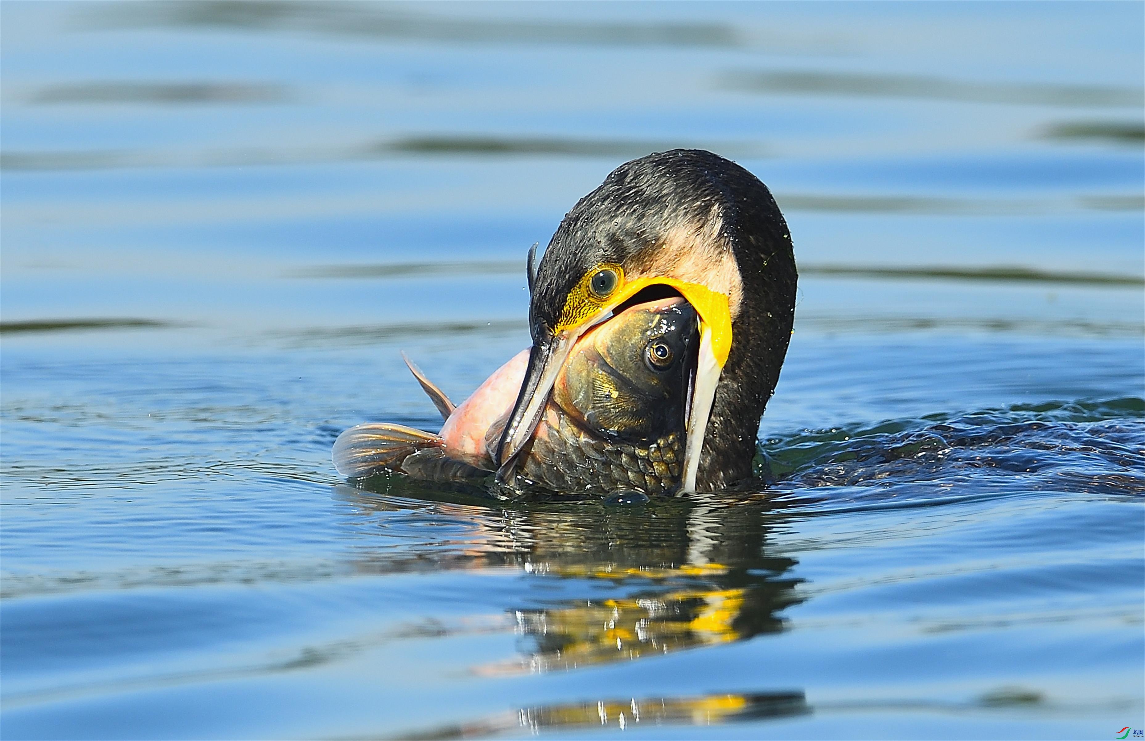 DSC_0939.JPG