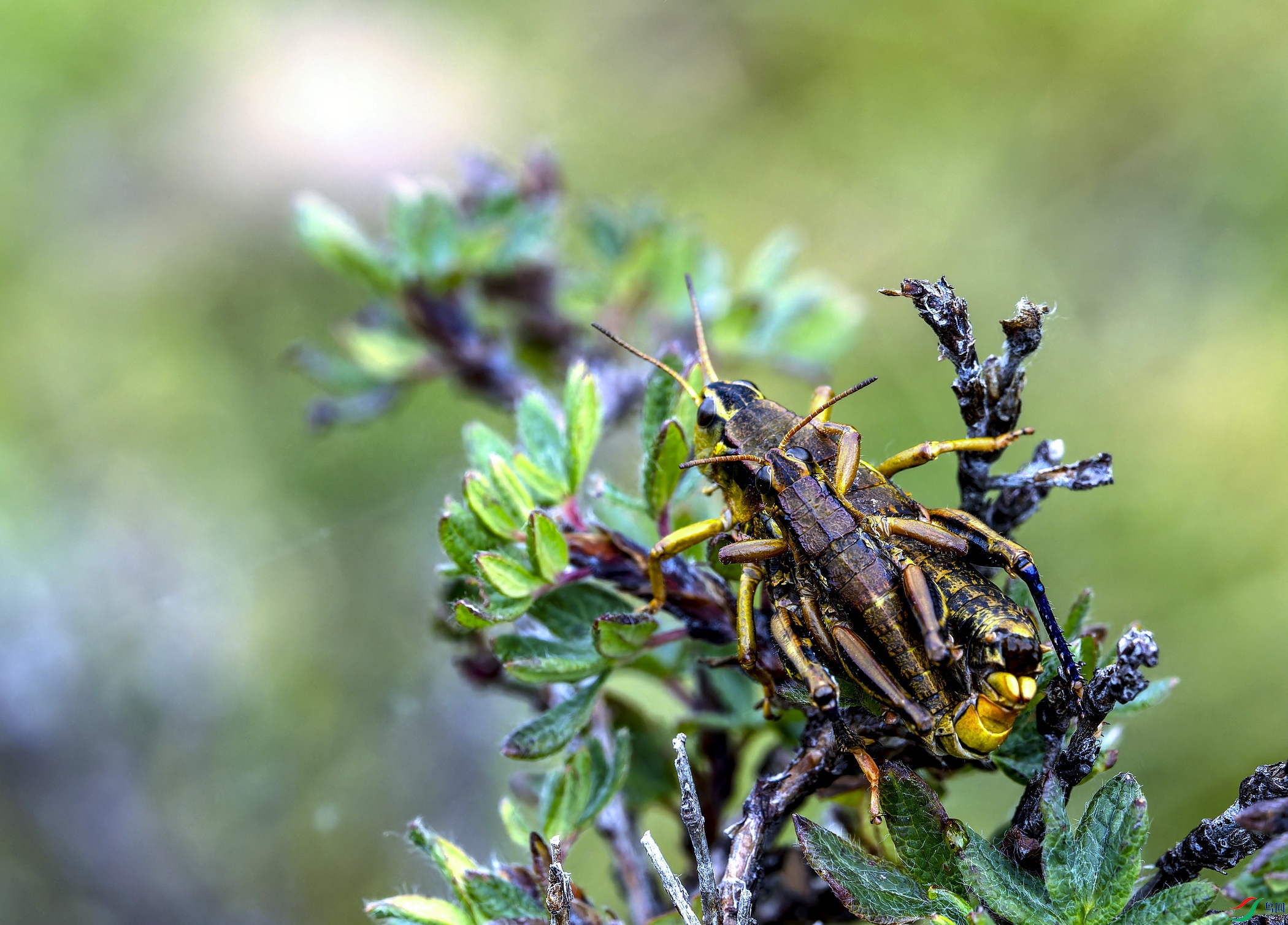 �޳�� (2)-1.jpg