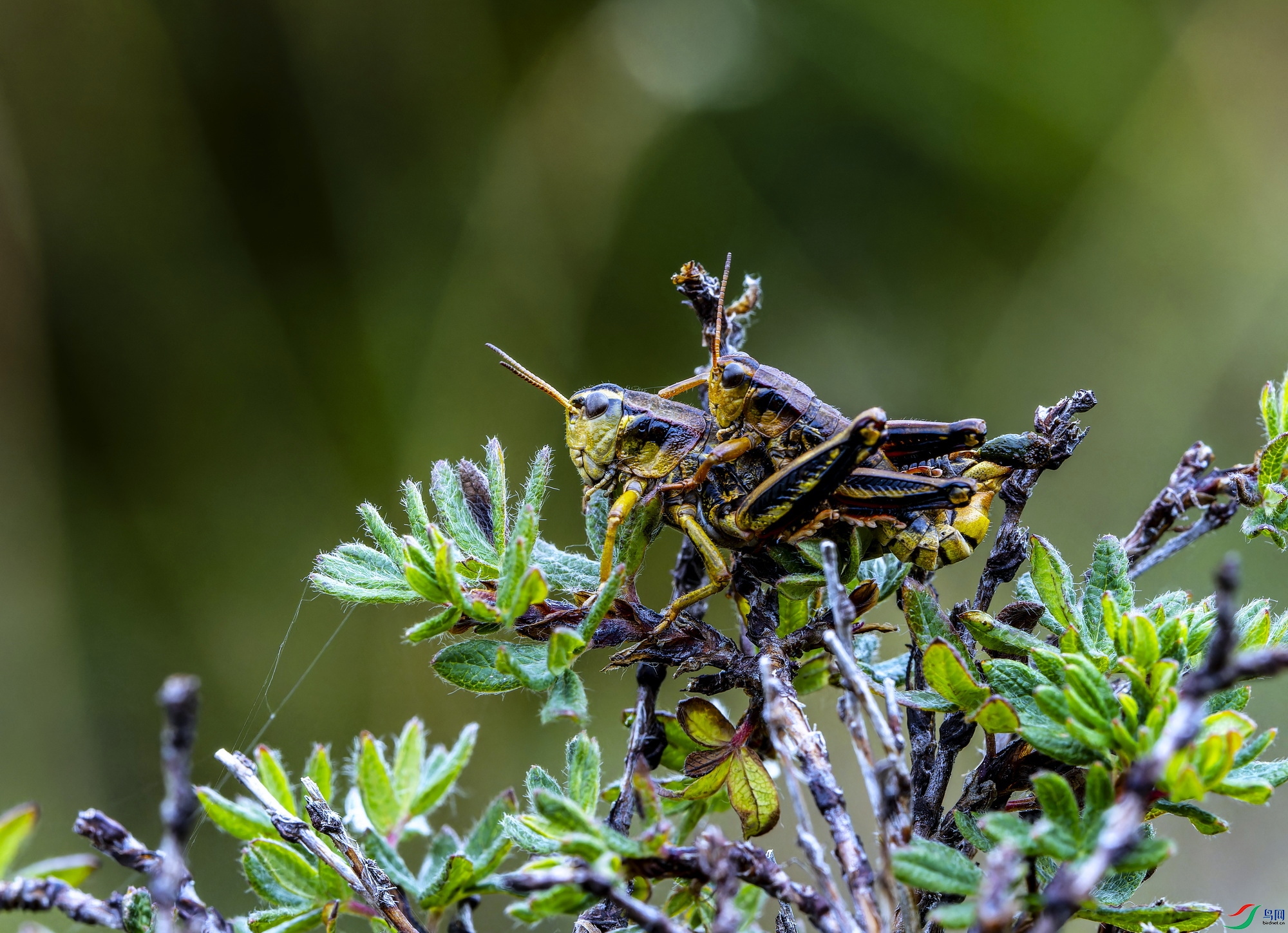 �޳�� (1)-1.jpg