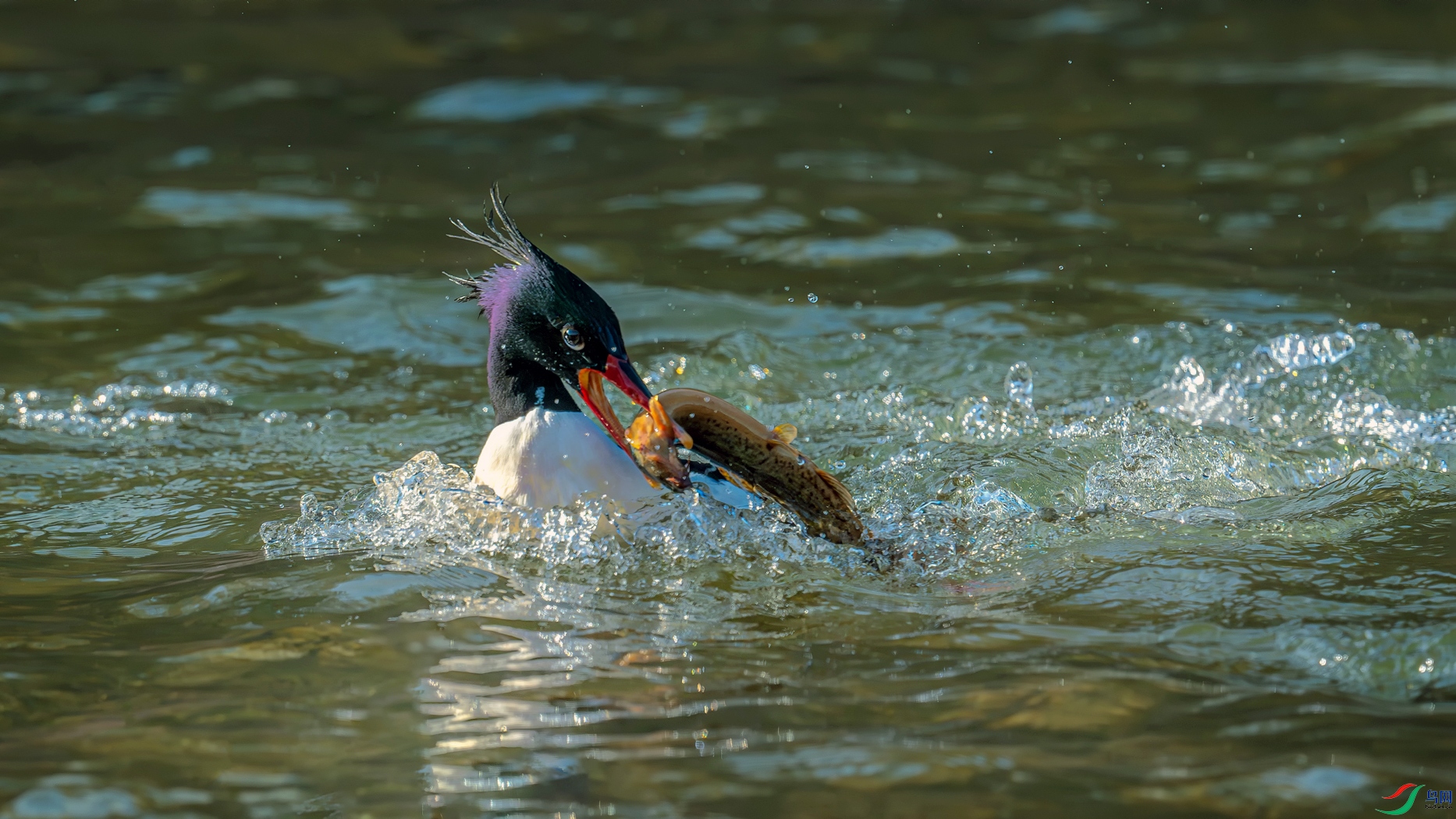 _DSC7003==1w.jpg