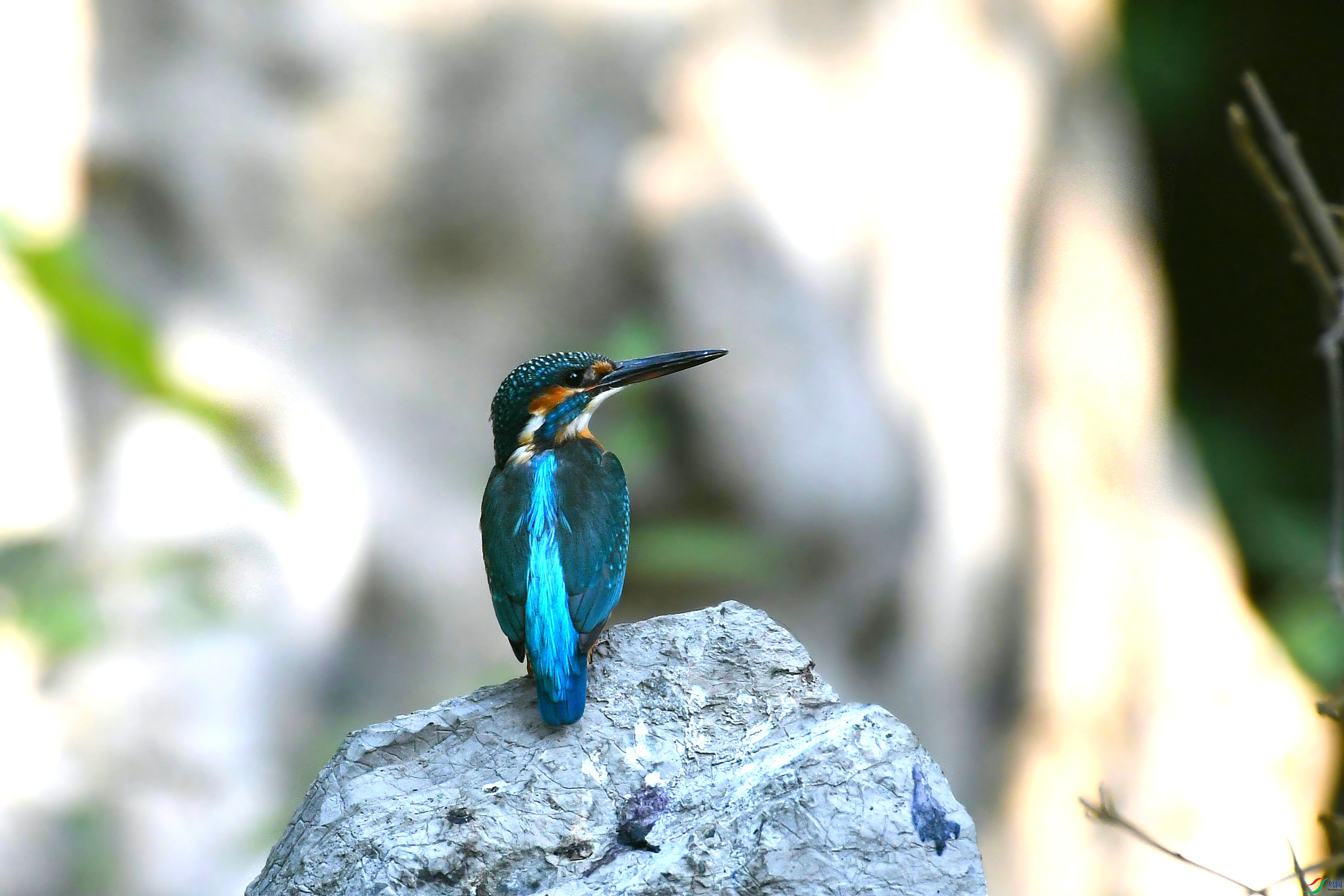 DSC_6321.JPG
