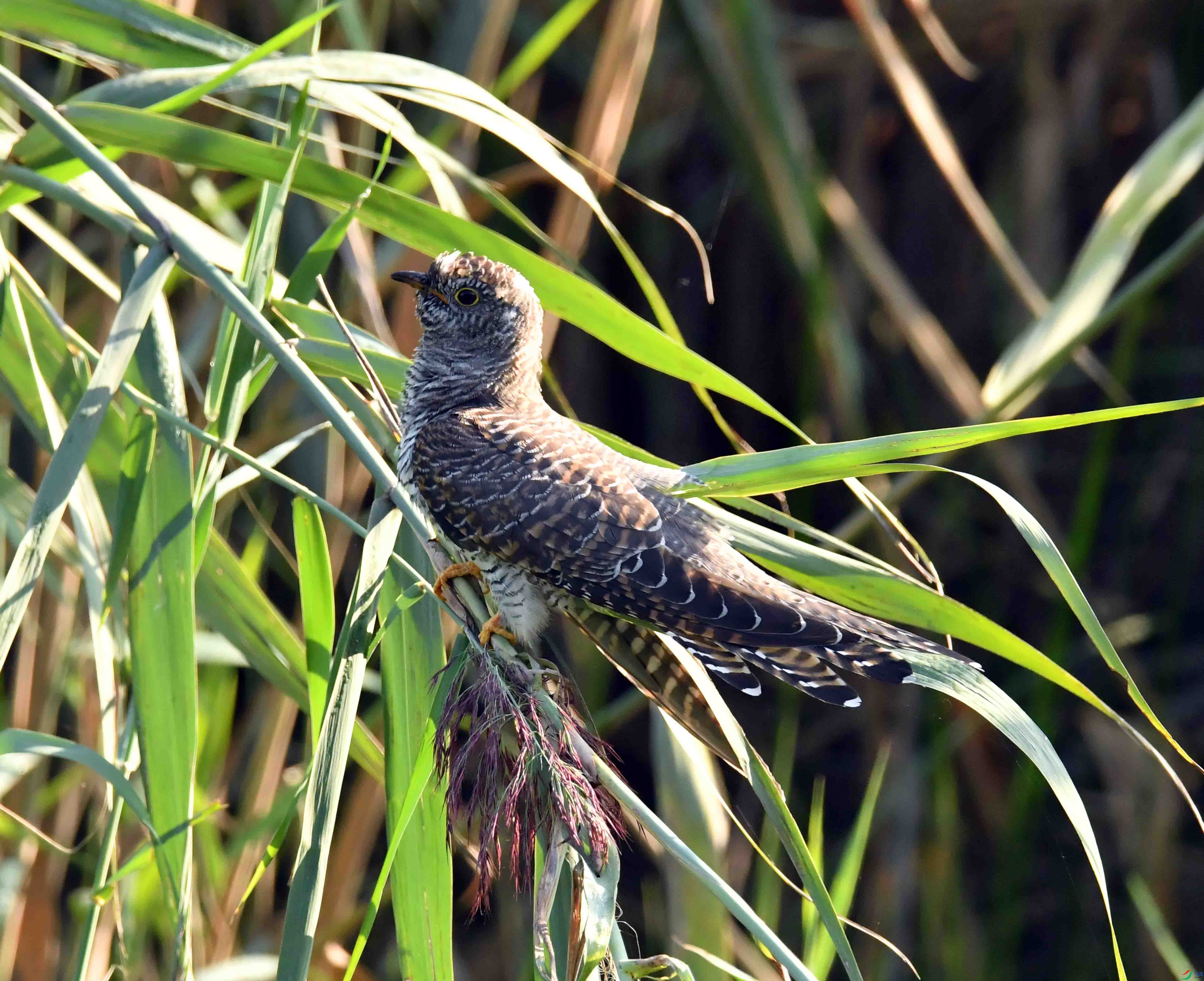 DSC_3006.JPG