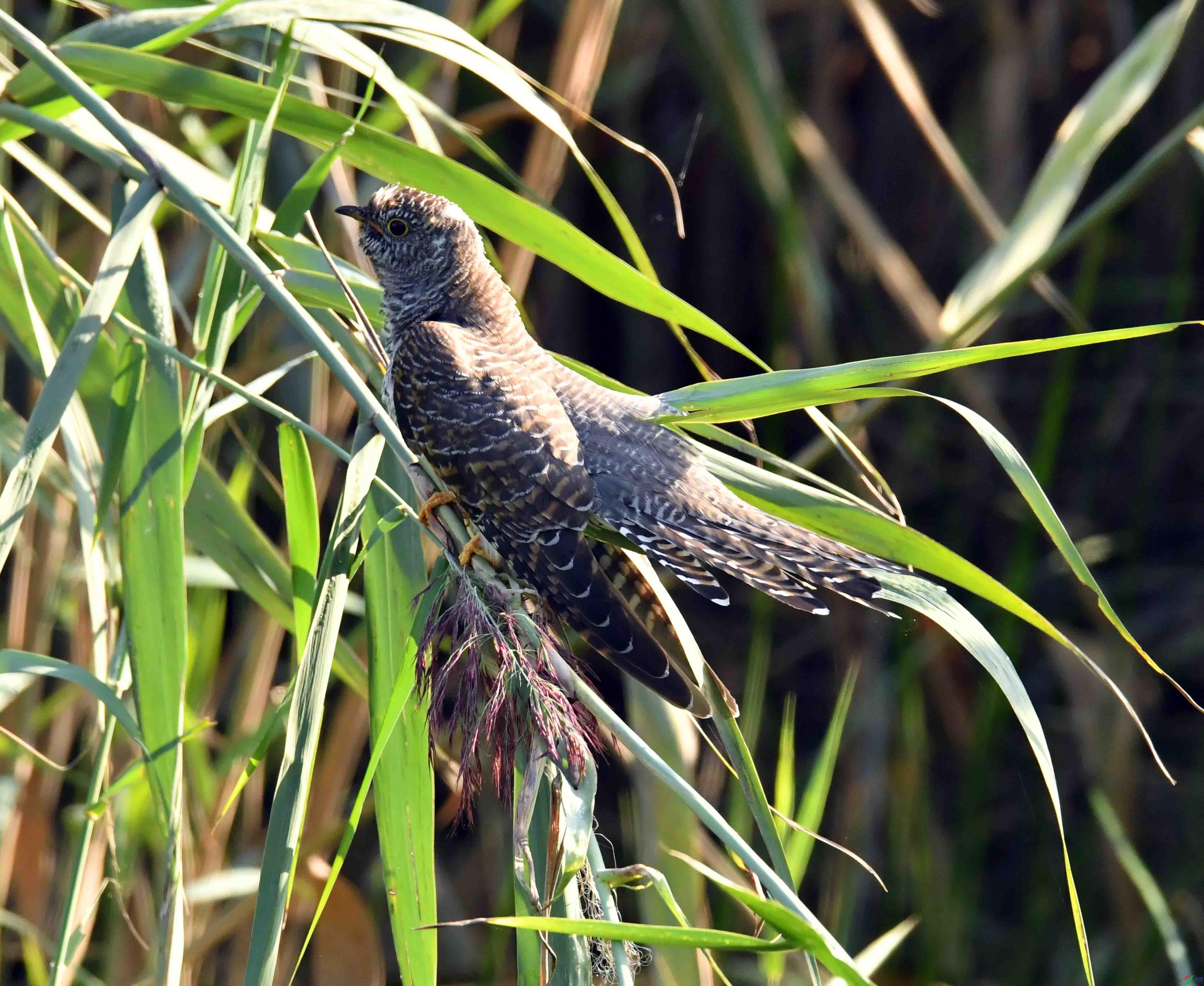 DSC_3014.JPG
