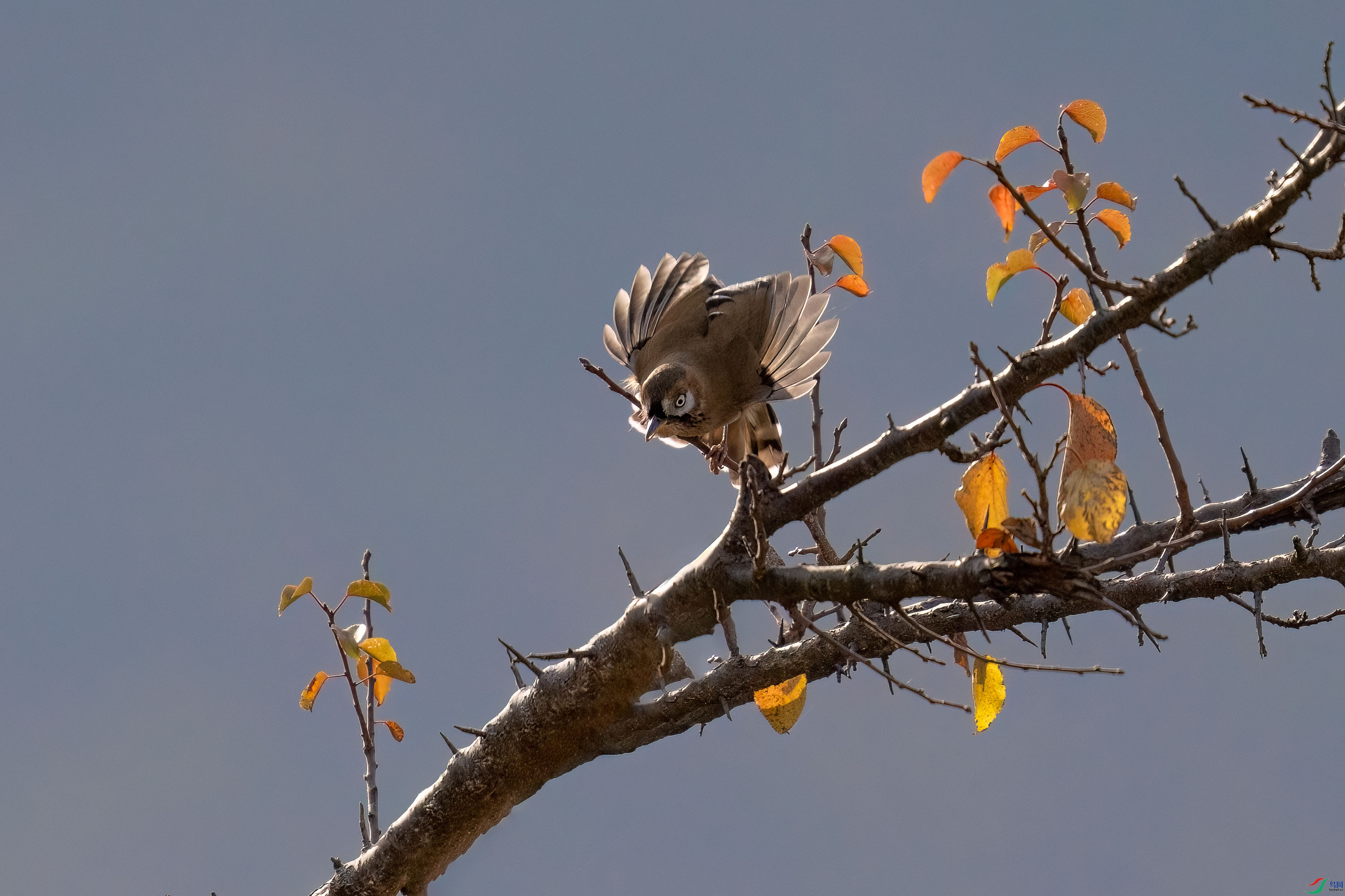 _DSC0492.jpg