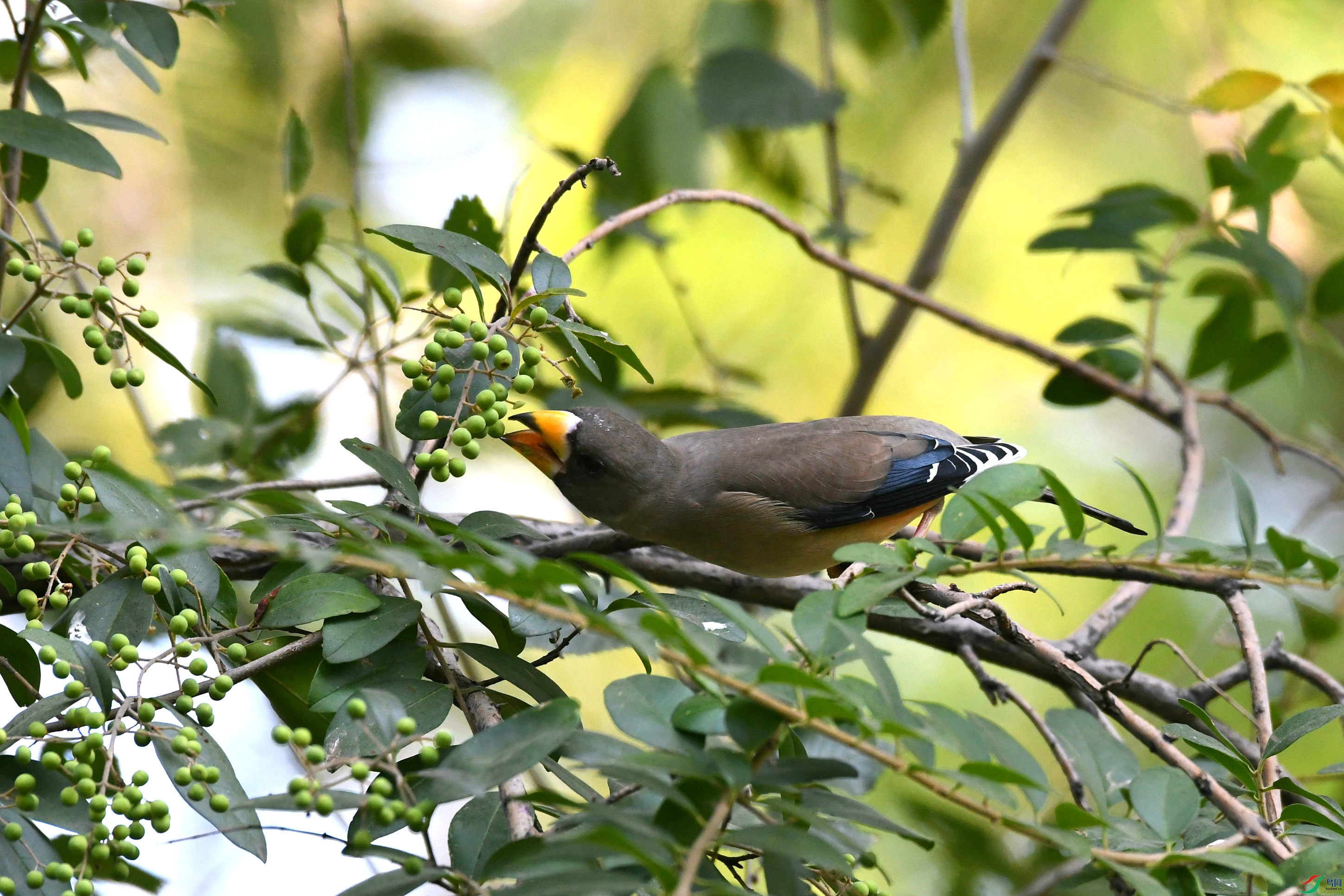 DSC_6294.JPG