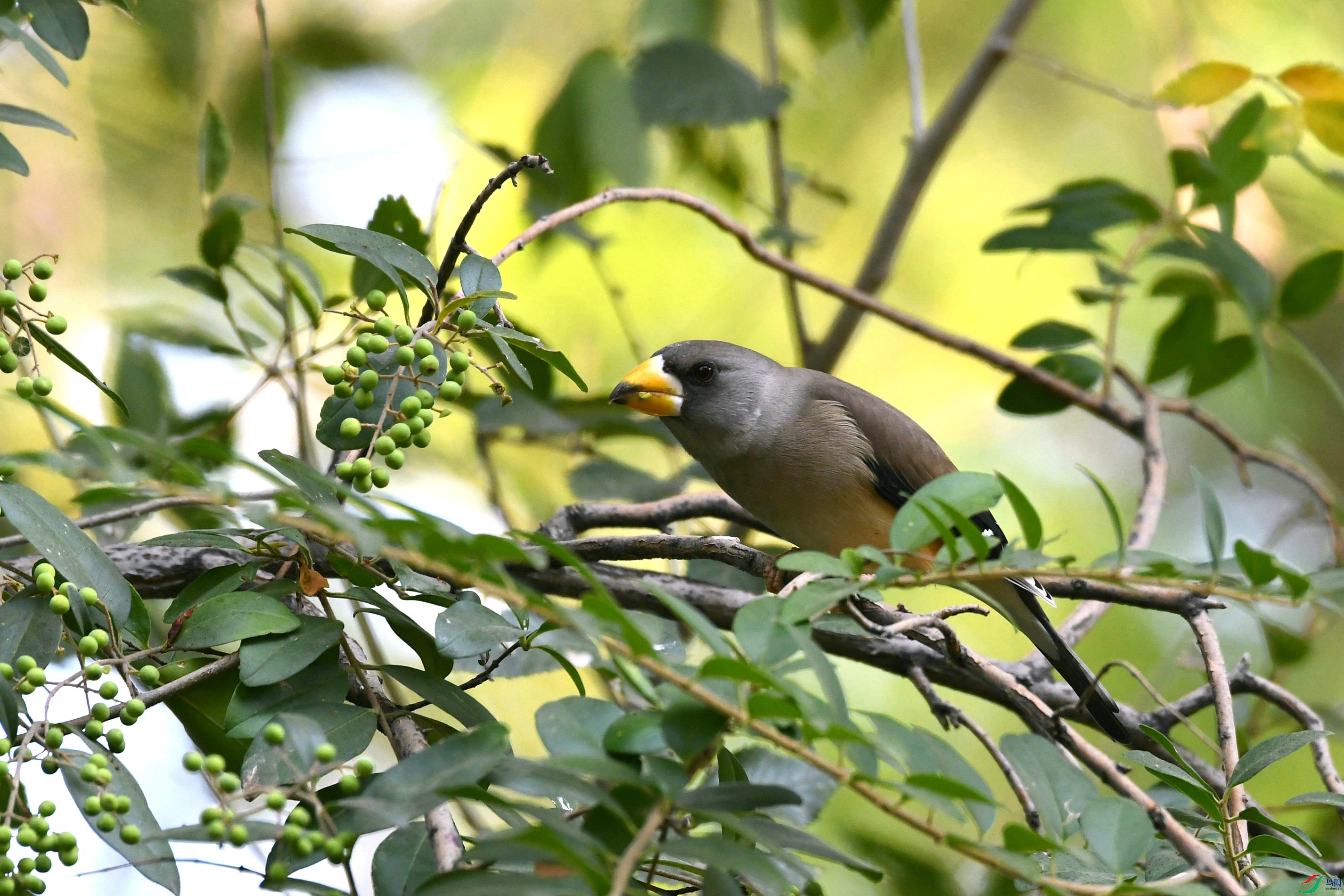 DSC_6293.JPG
