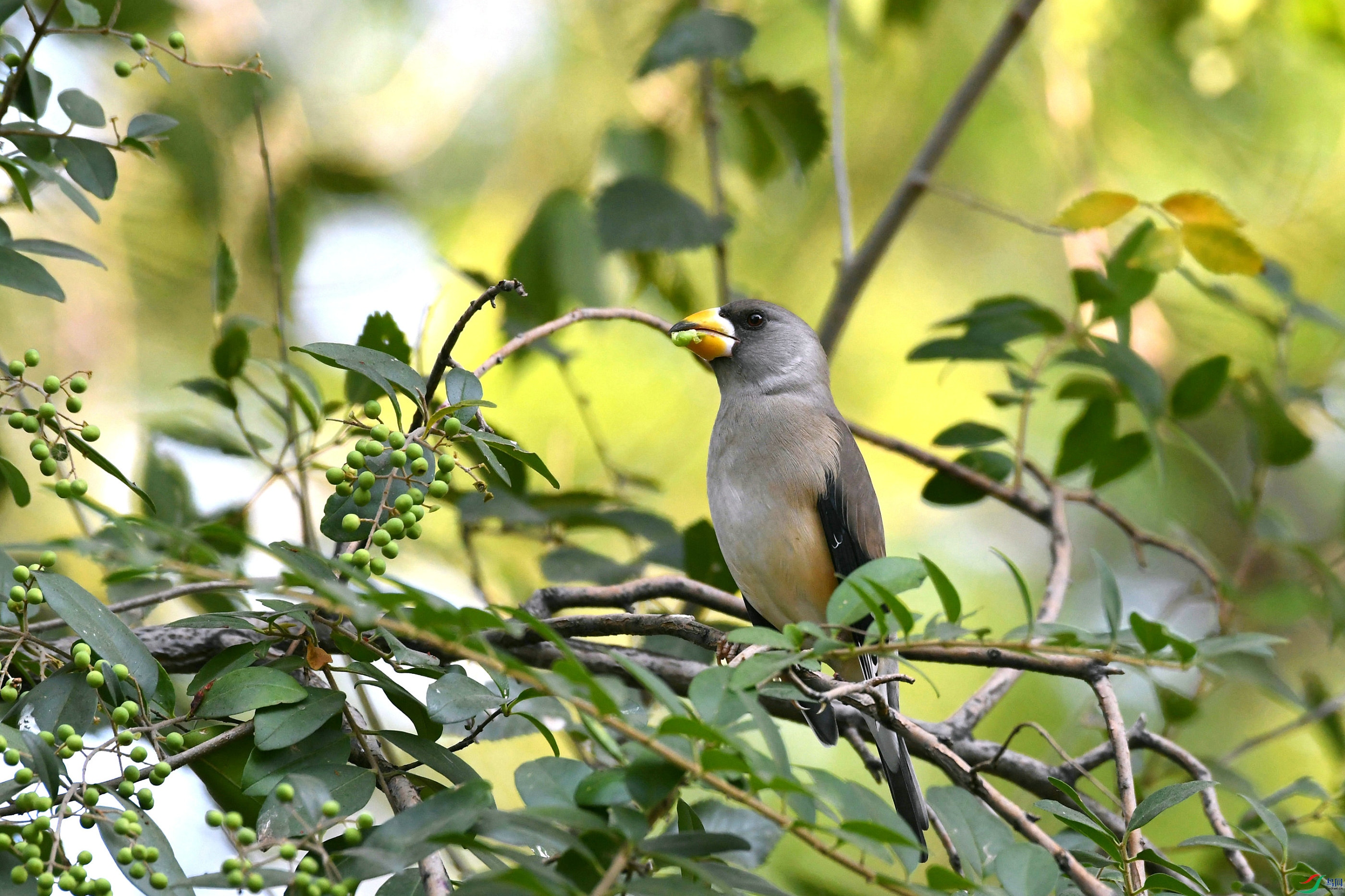 DSC_6290.JPG