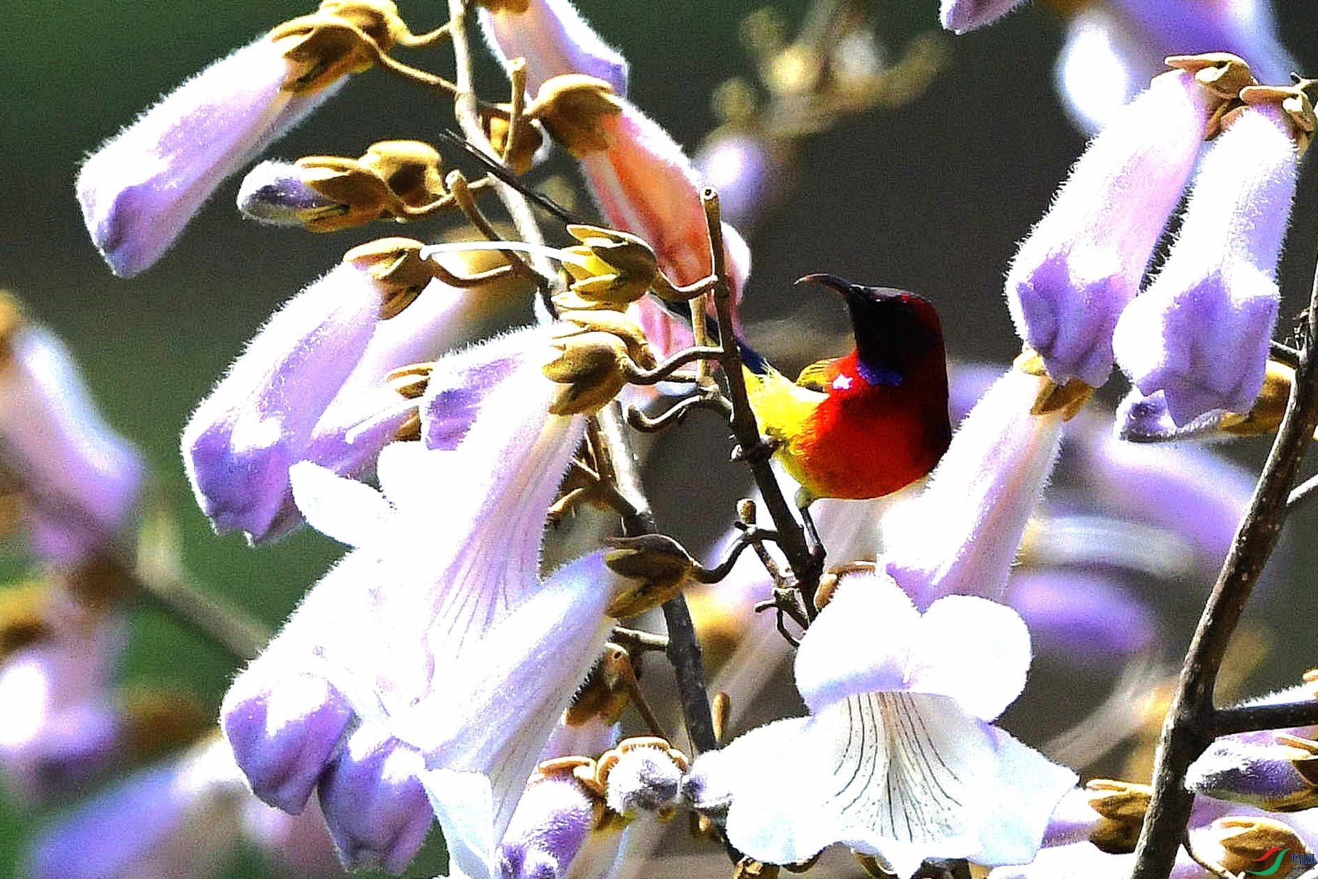 DSC_9624_����.jpg