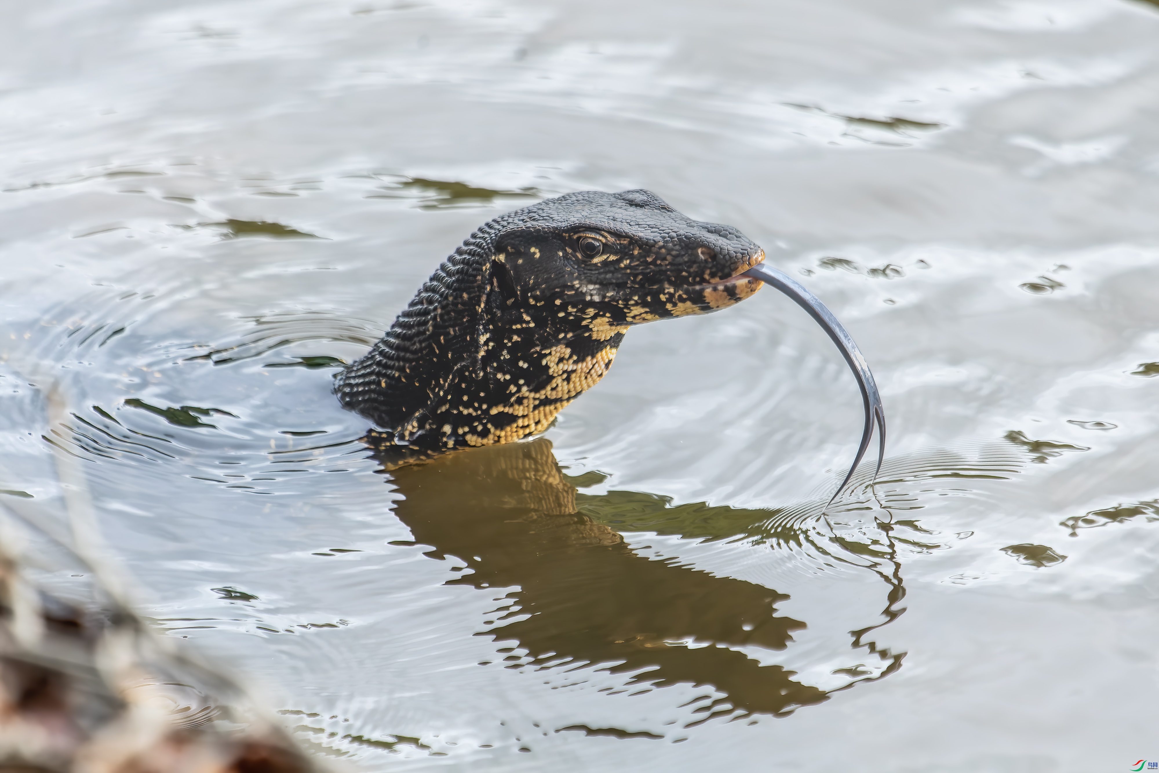 DSC_7901.jpg