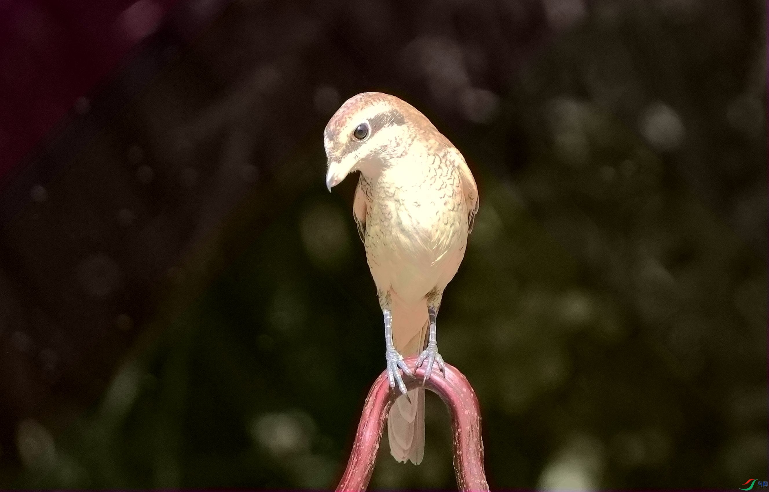 ���͹۲�Ѱʳ��DSC02541_����.jpg