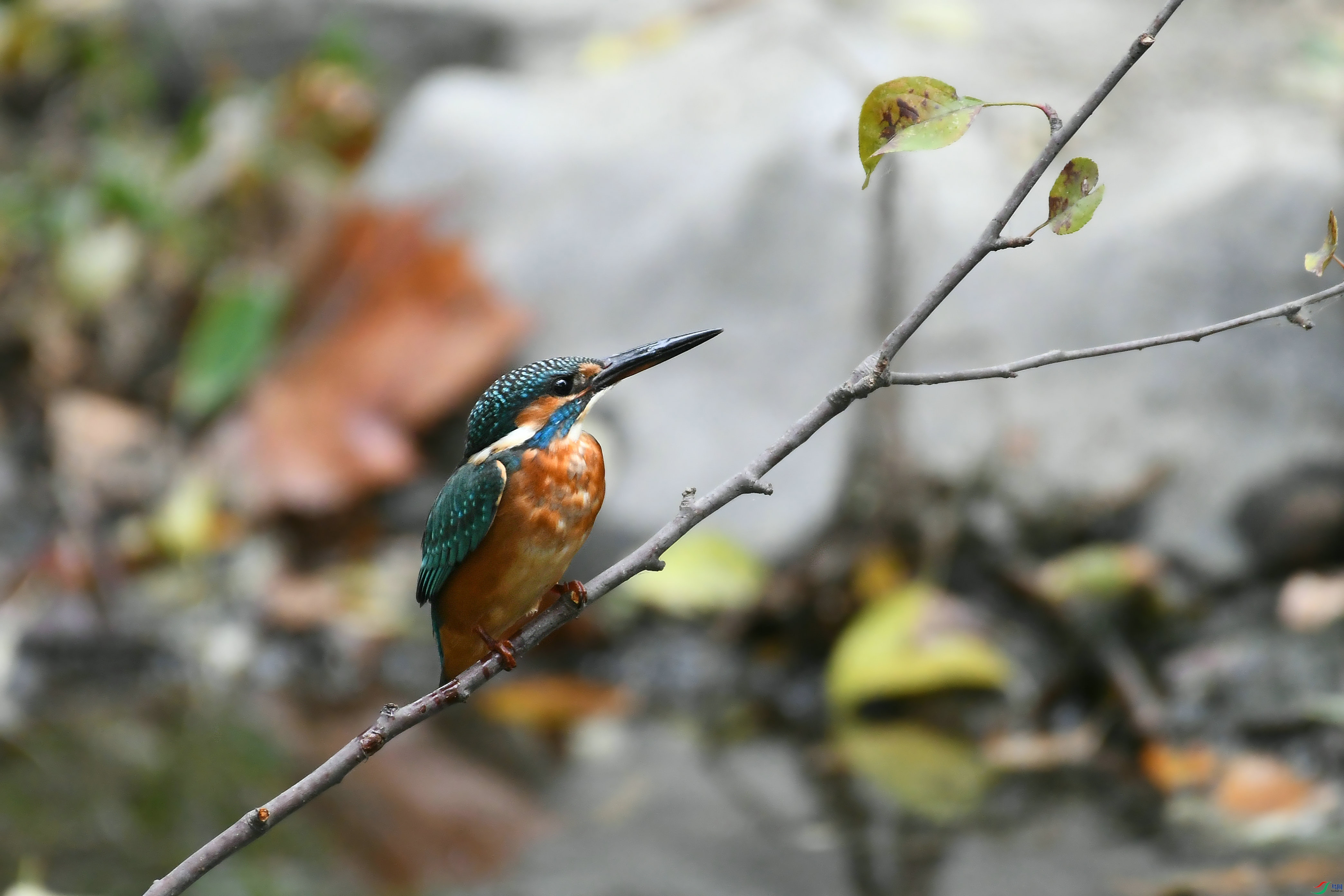DSC_6358.JPG